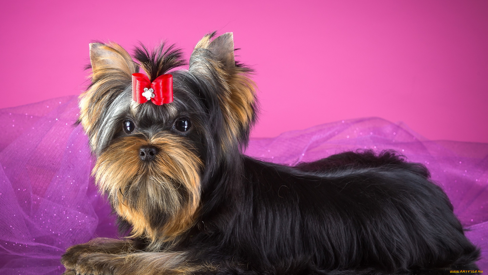 животные, собаки, бантик, йорк, терьер