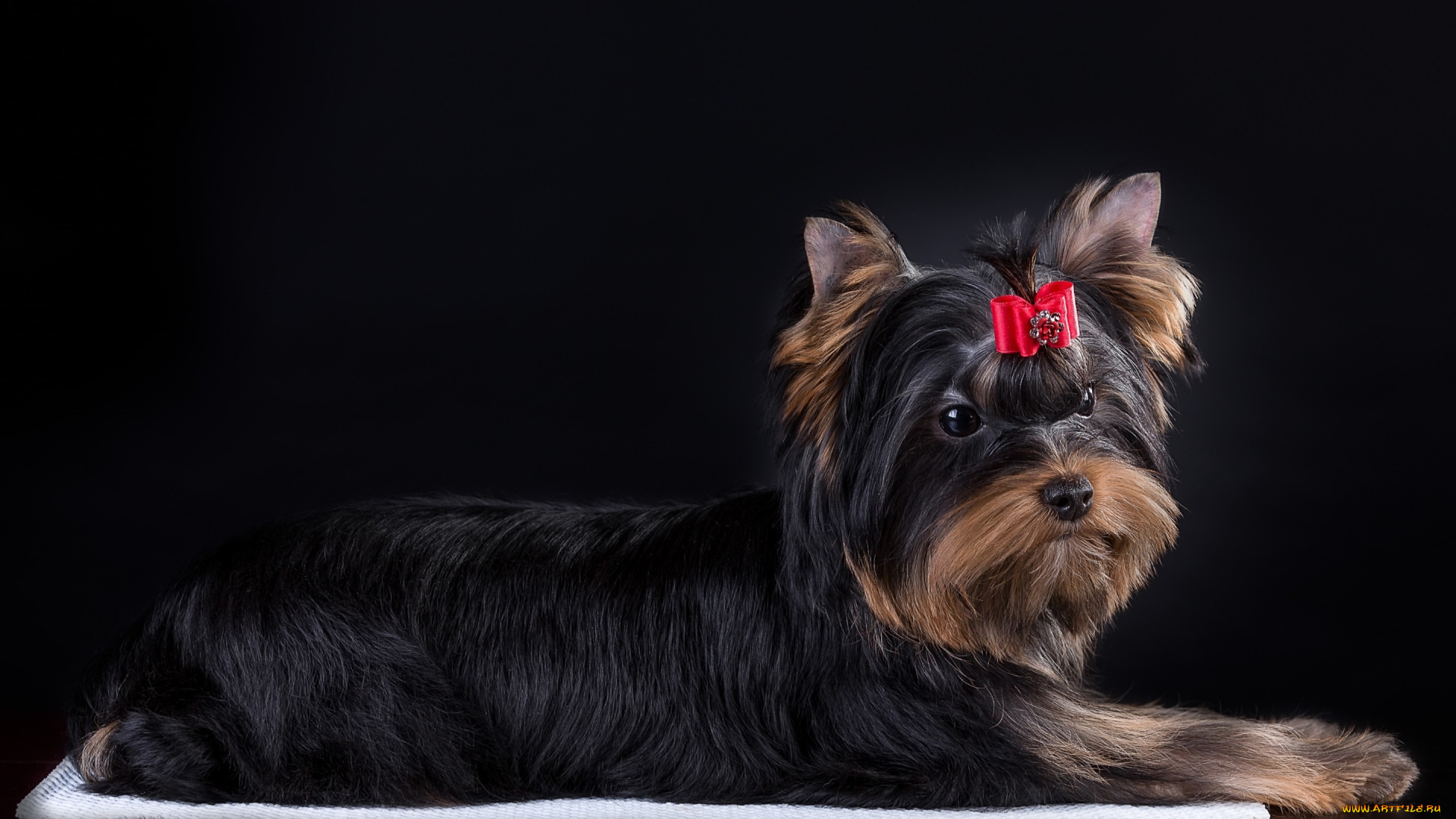 животные, собаки, бантик, йорк, терьер