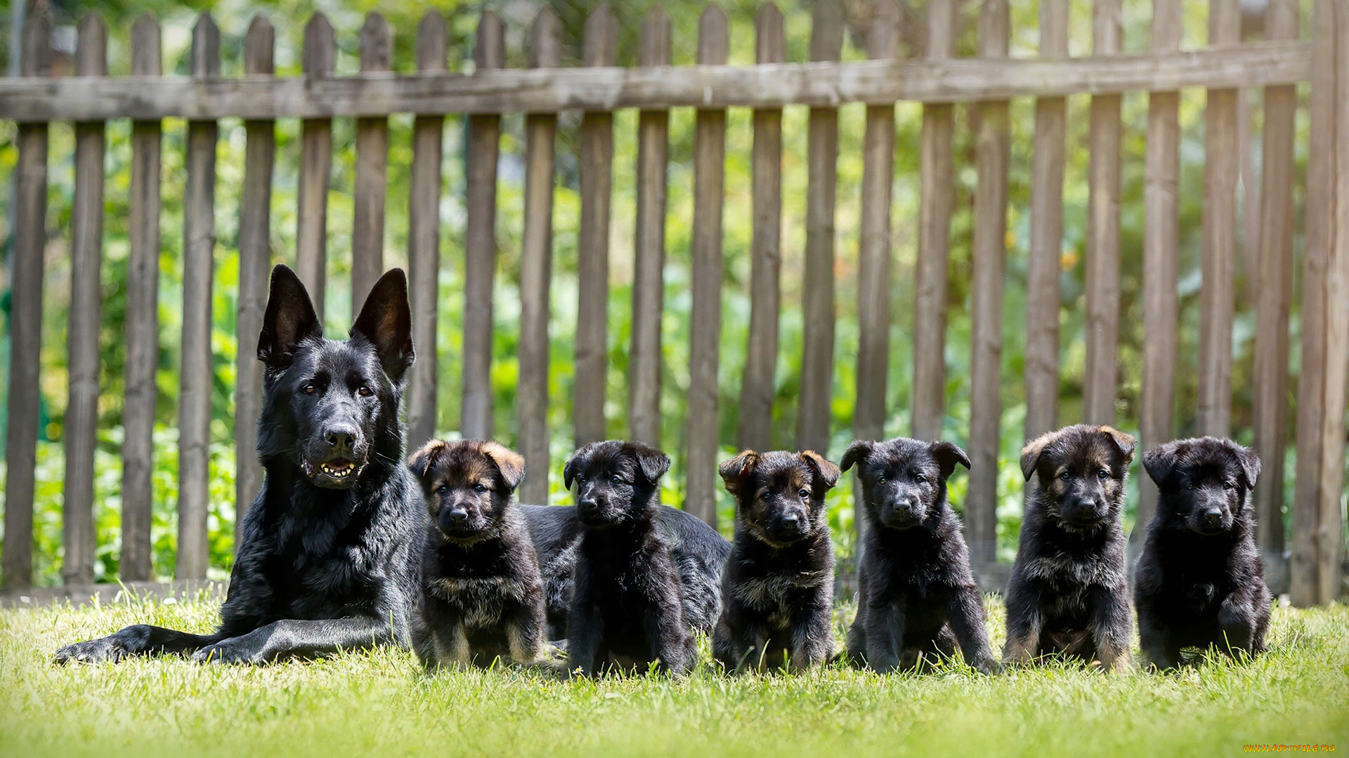 животные, собаки, фон, щенки, взгляд, собака