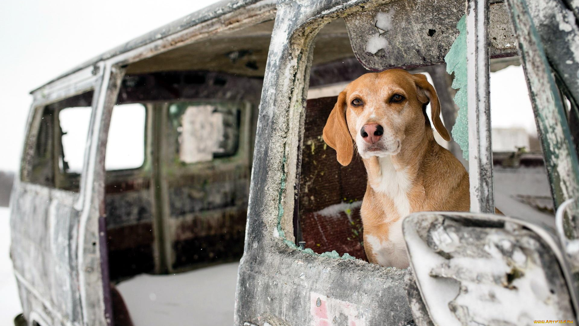 животные, собаки, снег, остов, машина, пес, собака