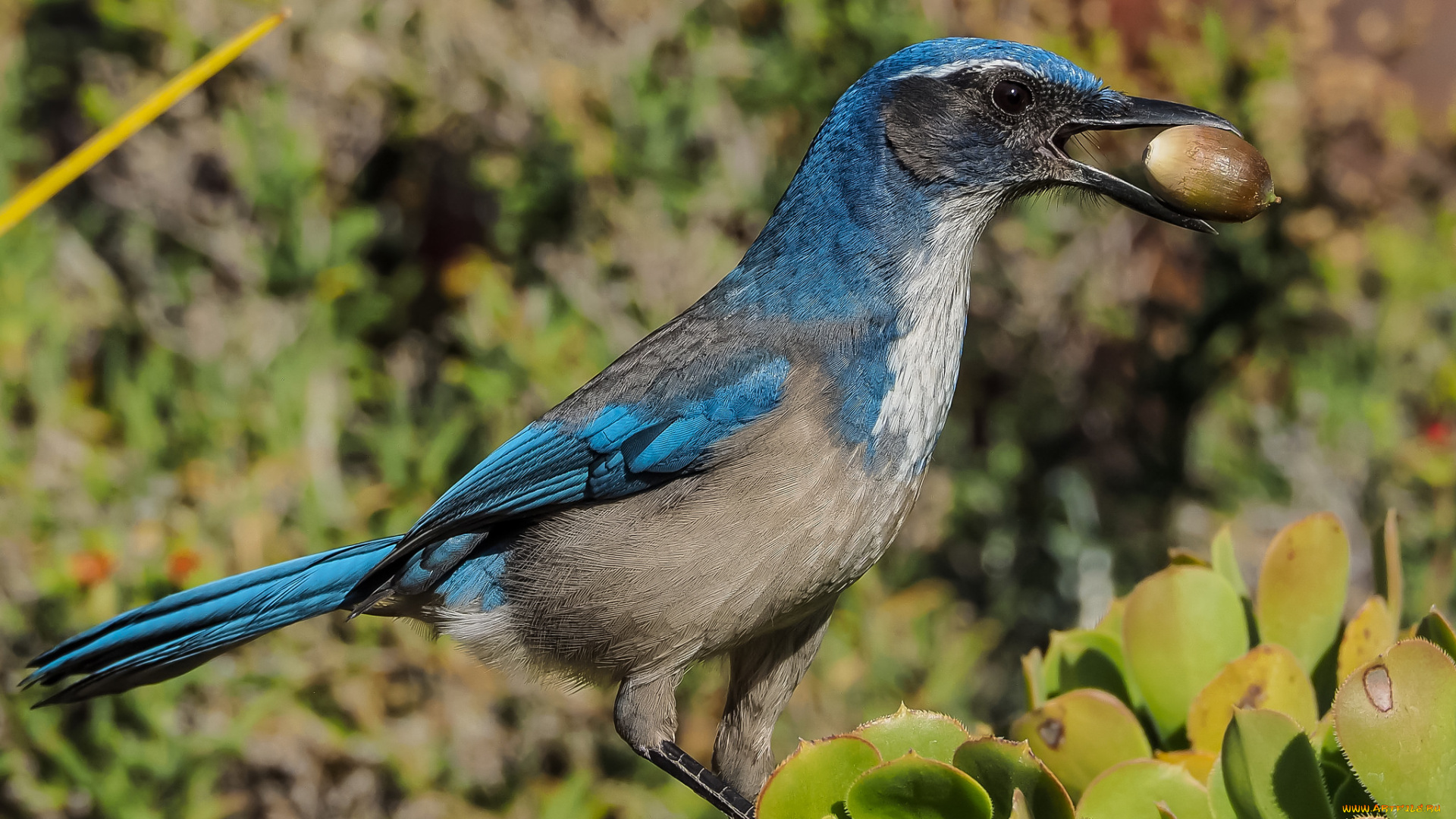 животные, сойки, сойка