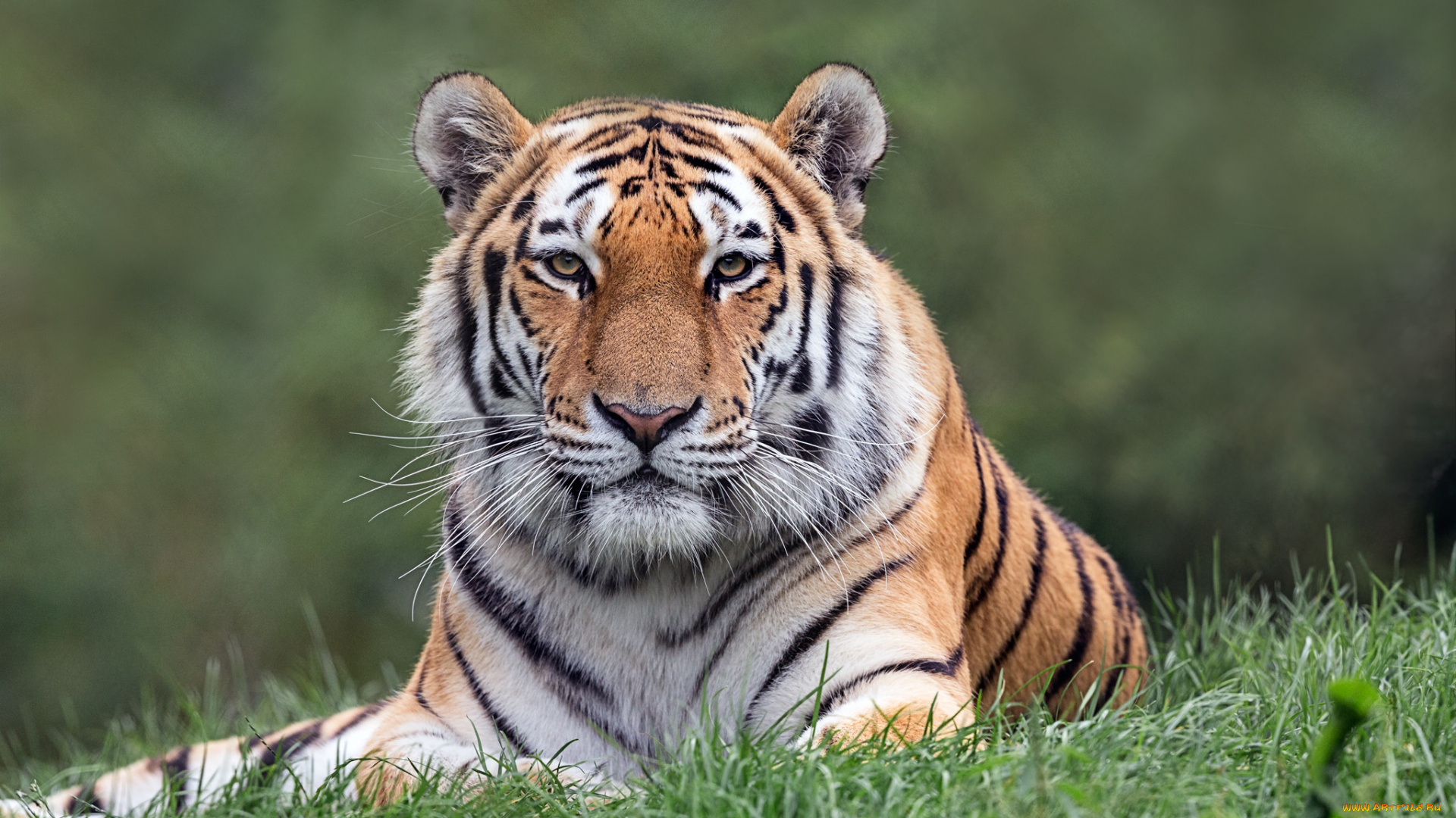 животные, тигры, полосатый