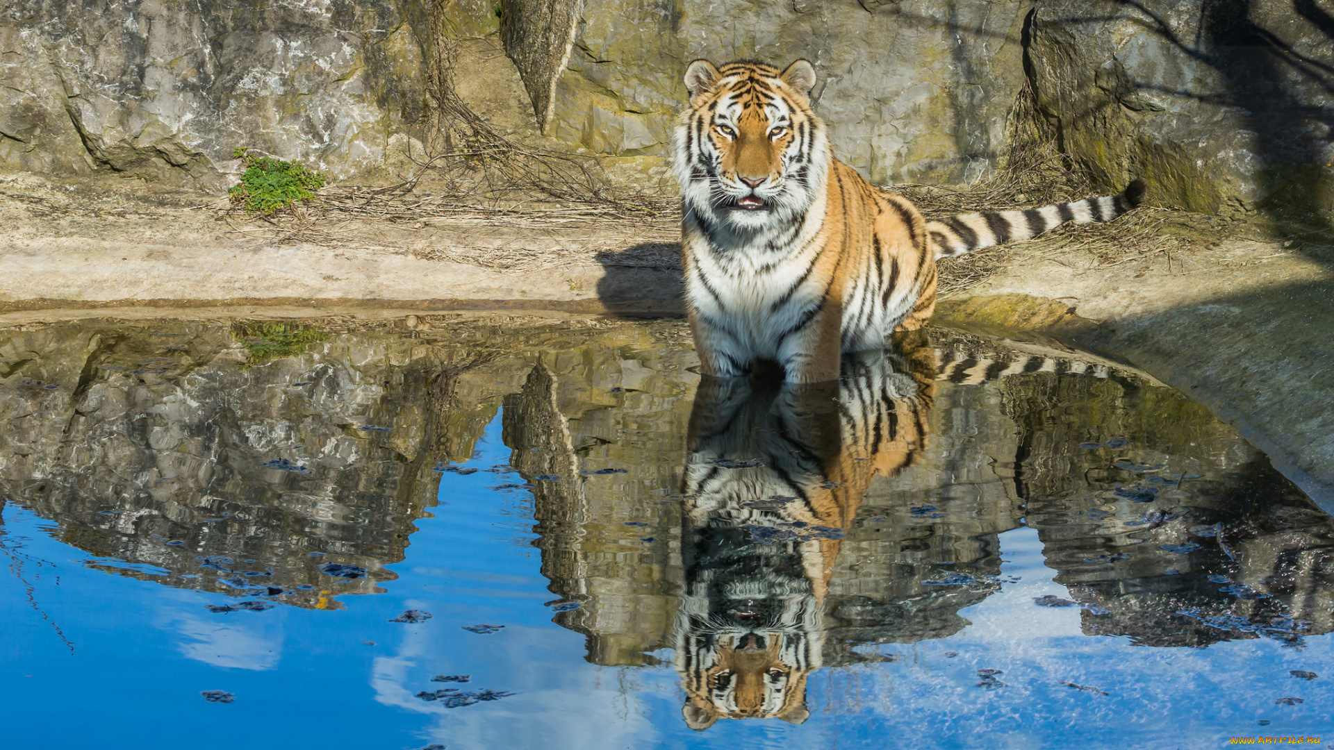 животные, тигры, полосатый