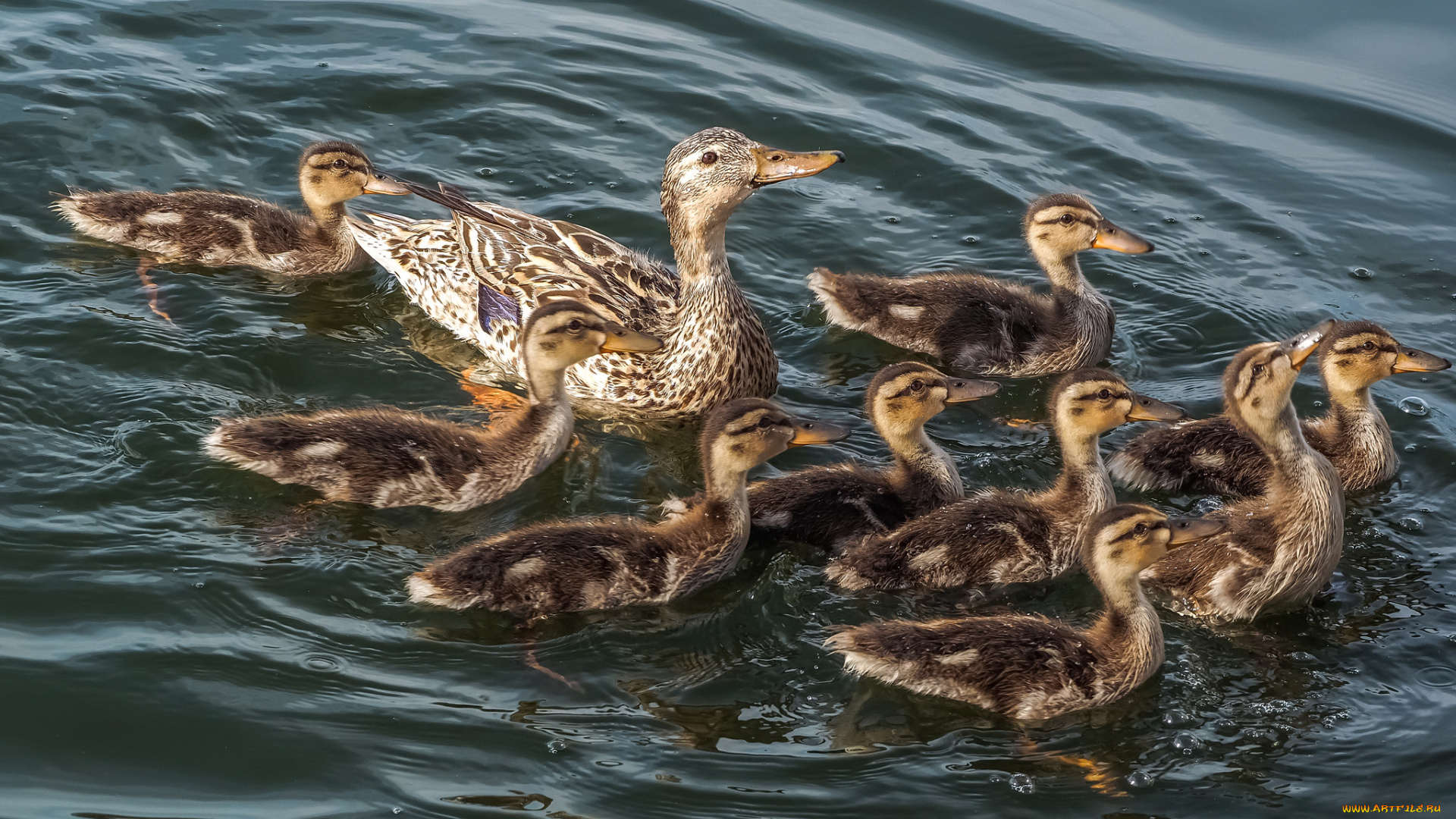 животные, утки, стайка