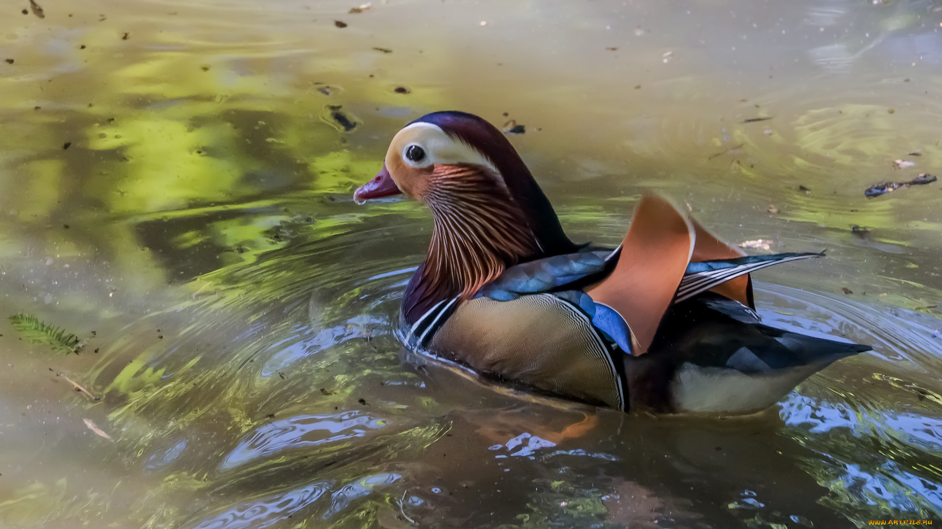 животные, утки, утка