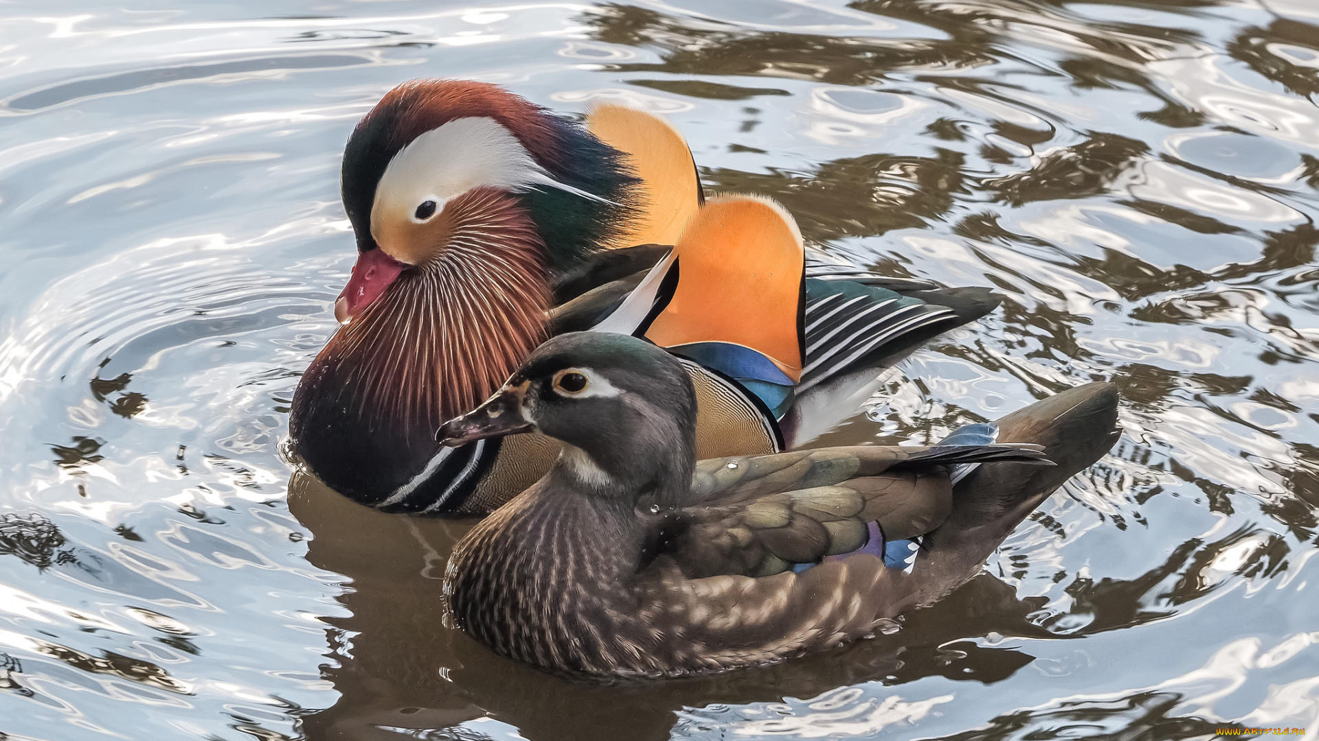 животные, утки, утка