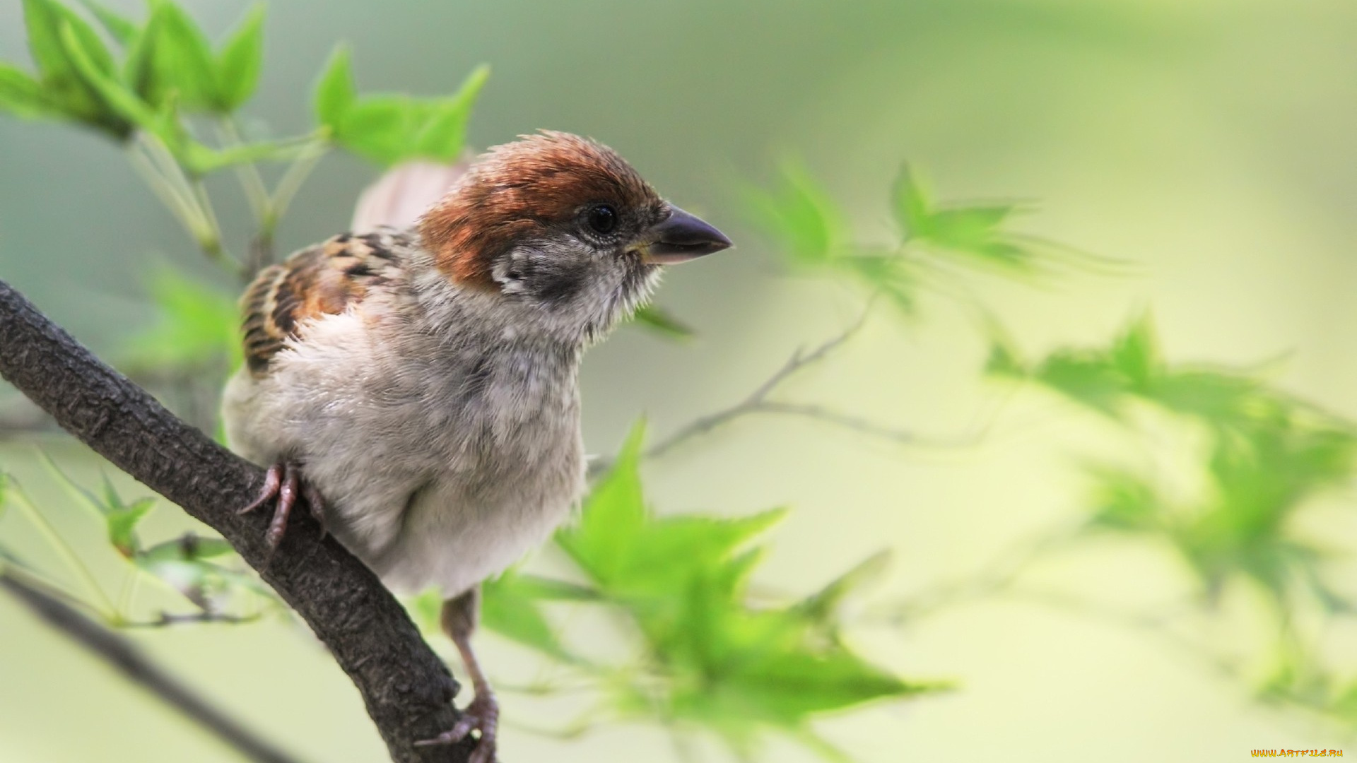 животные, воробьи, птица, воробей, ветки, листья
