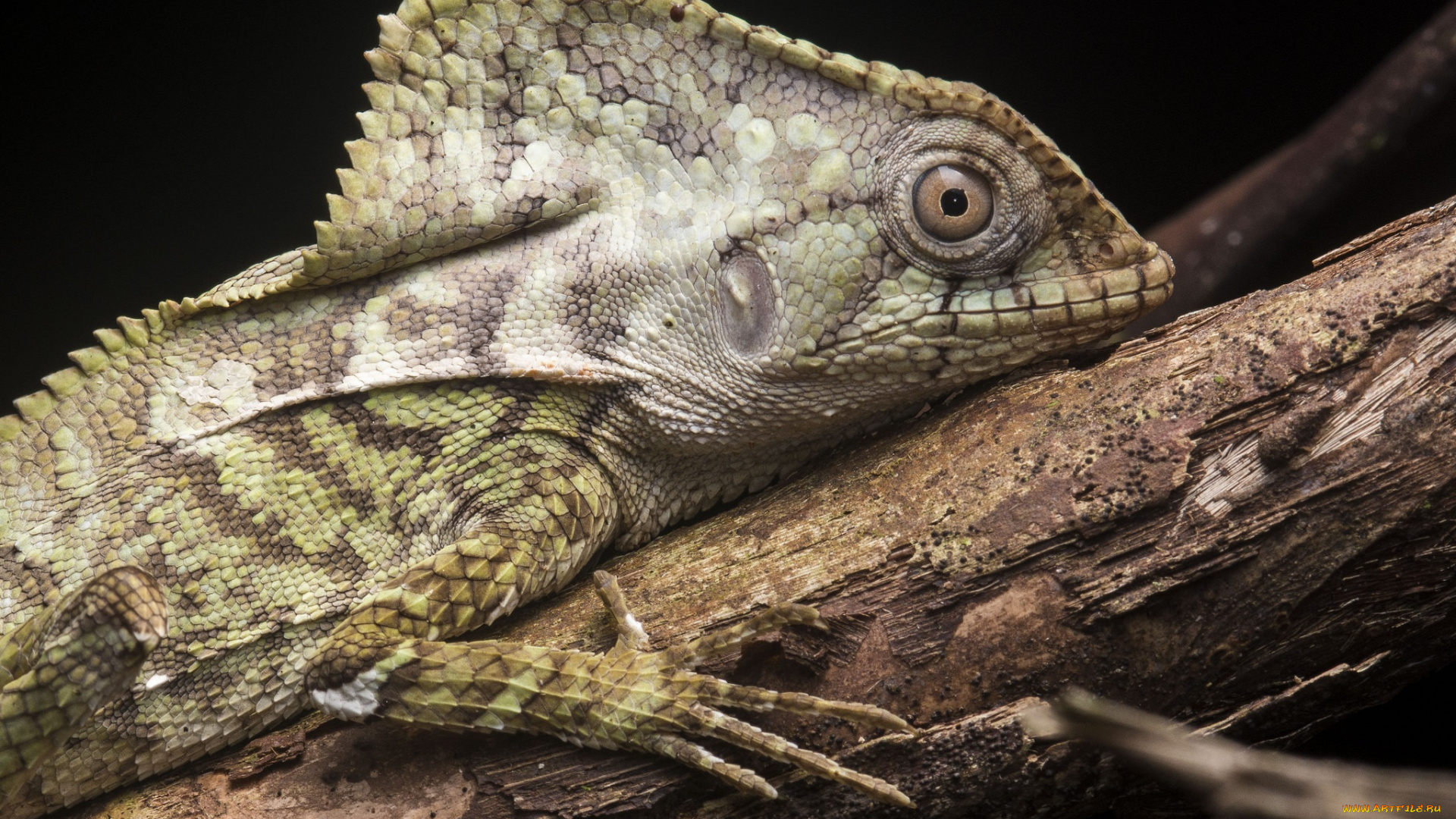 животные, Ящерицы, , игуаны, , вараны, ящерка