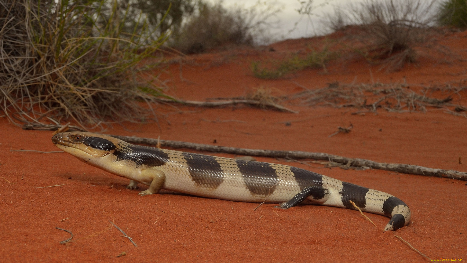 животные, Ящерицы, , игуаны, , вараны, ящерка