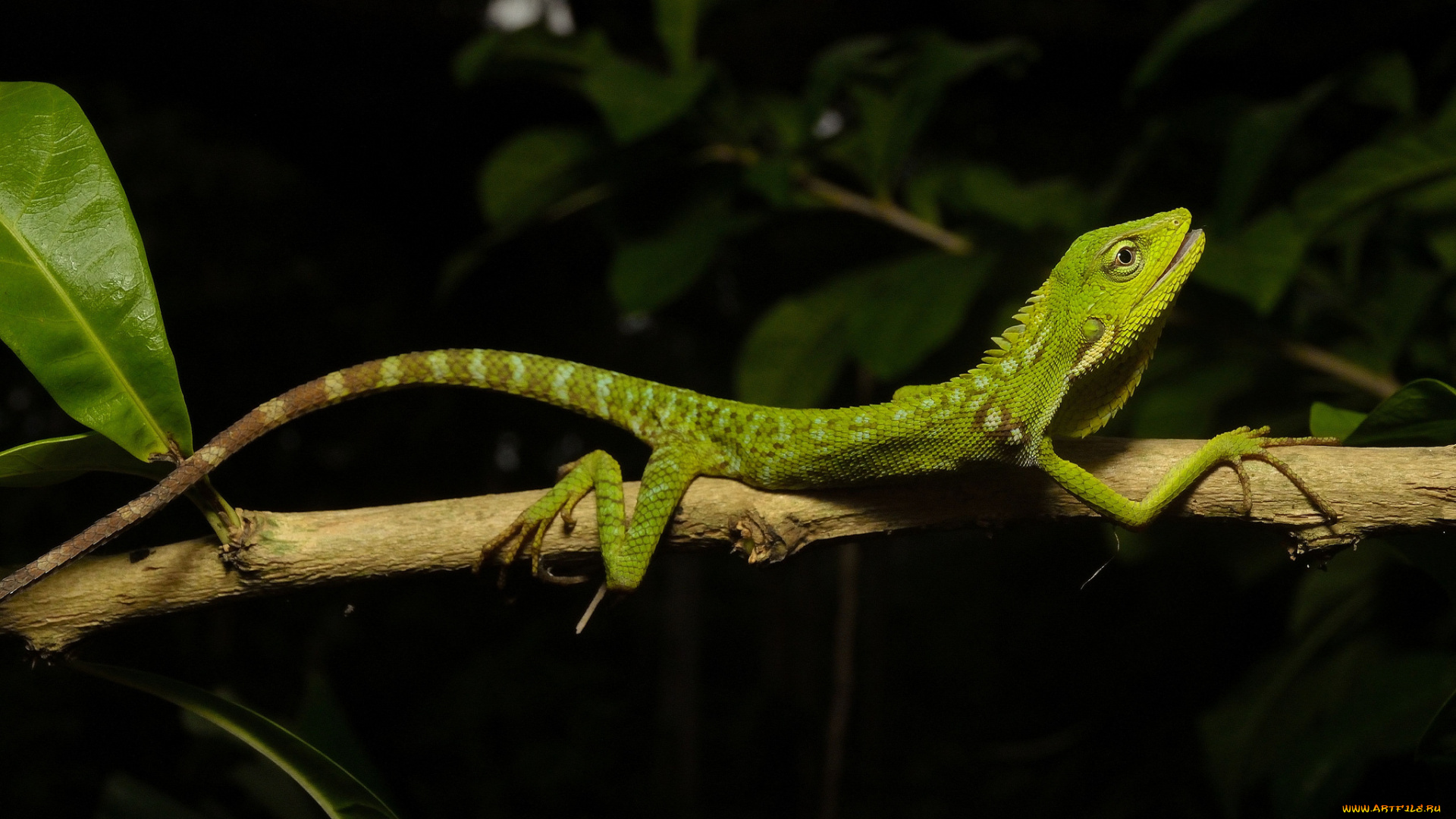 животные, Ящерицы, , игуаны, , вараны, ящерка