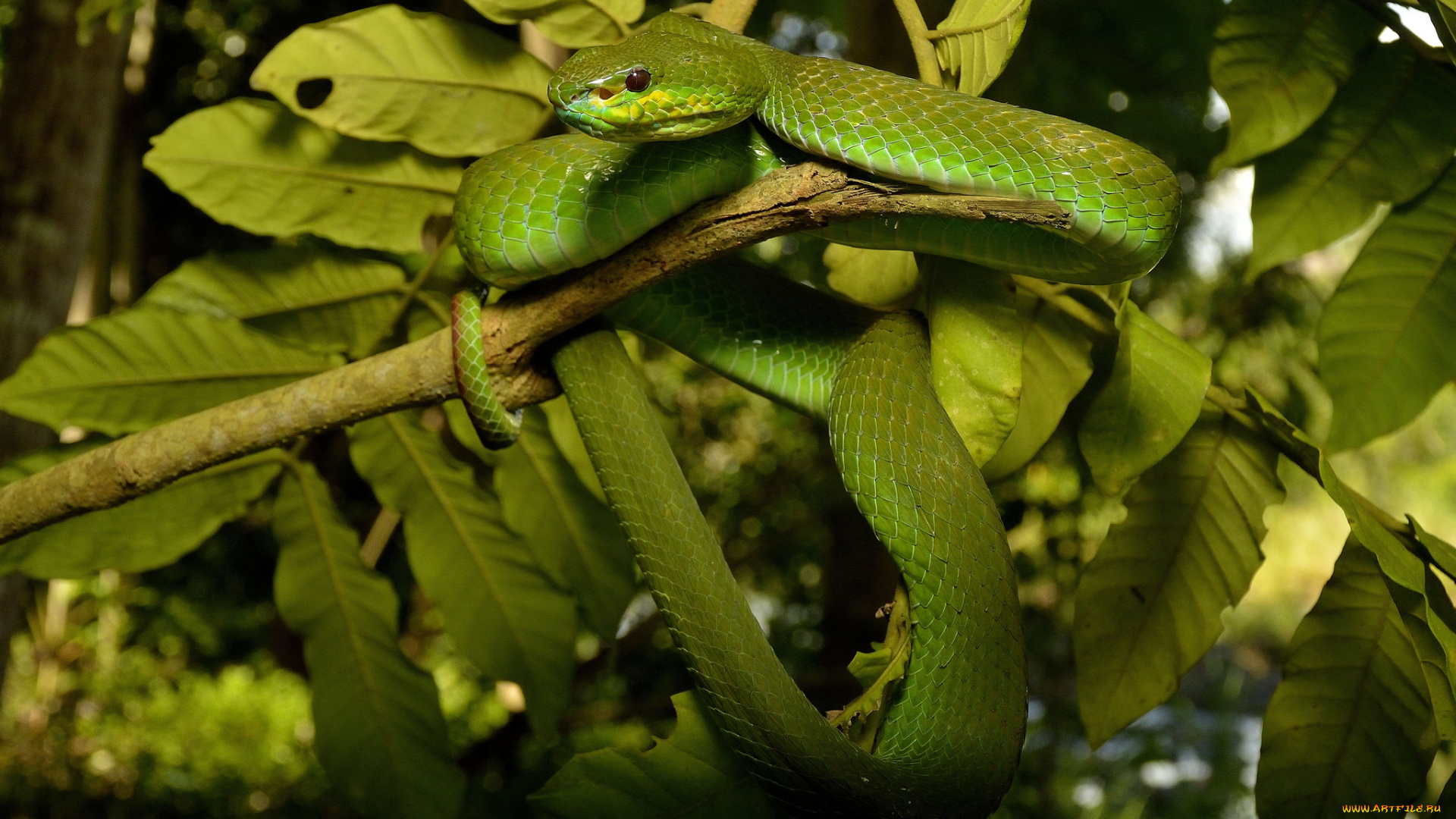 животные, змеи, , питоны, , кобры, змейка