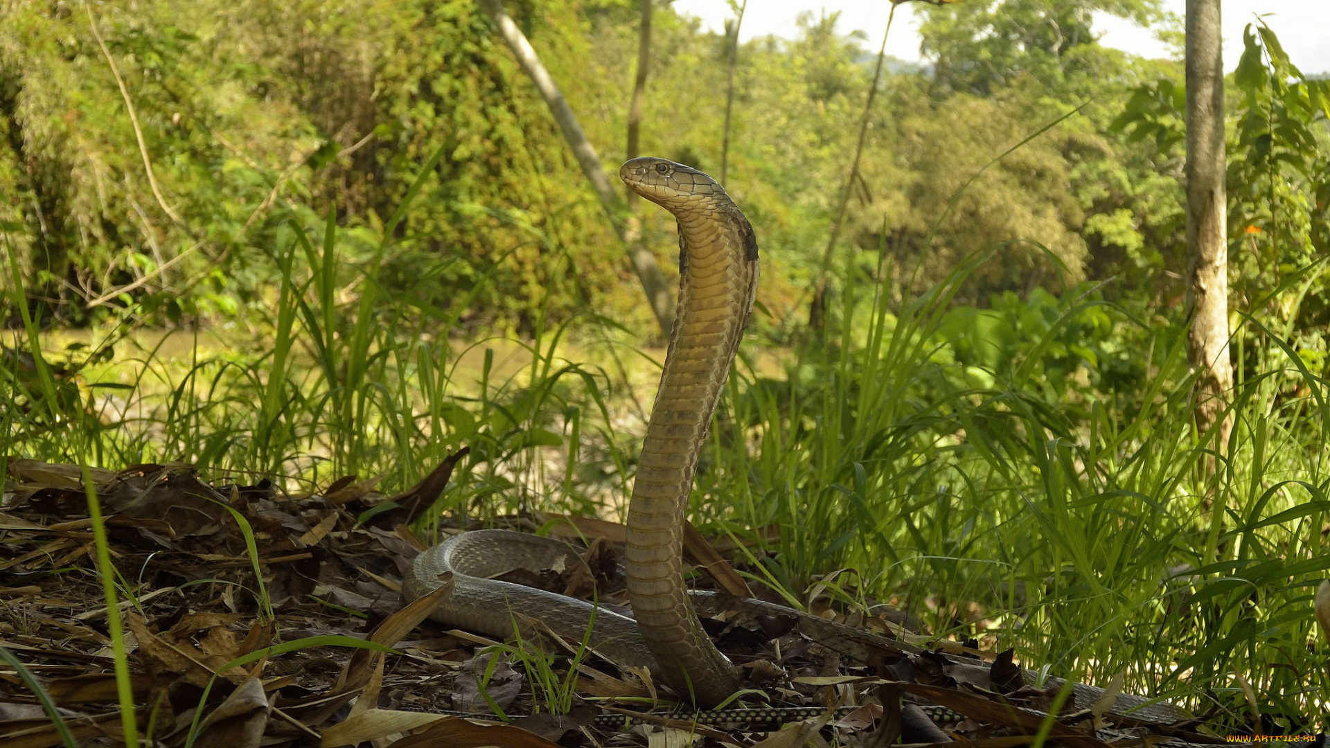 животные, змеи, , питоны, , кобры, змейка