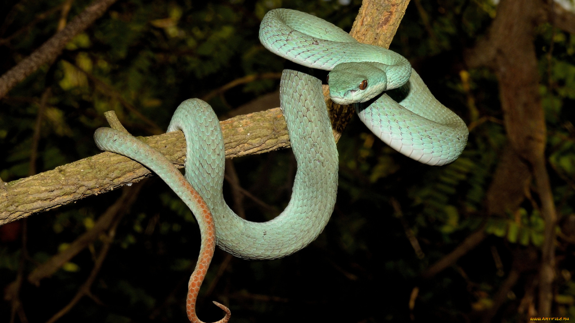 животные, змеи, , питоны, , кобры, змейка