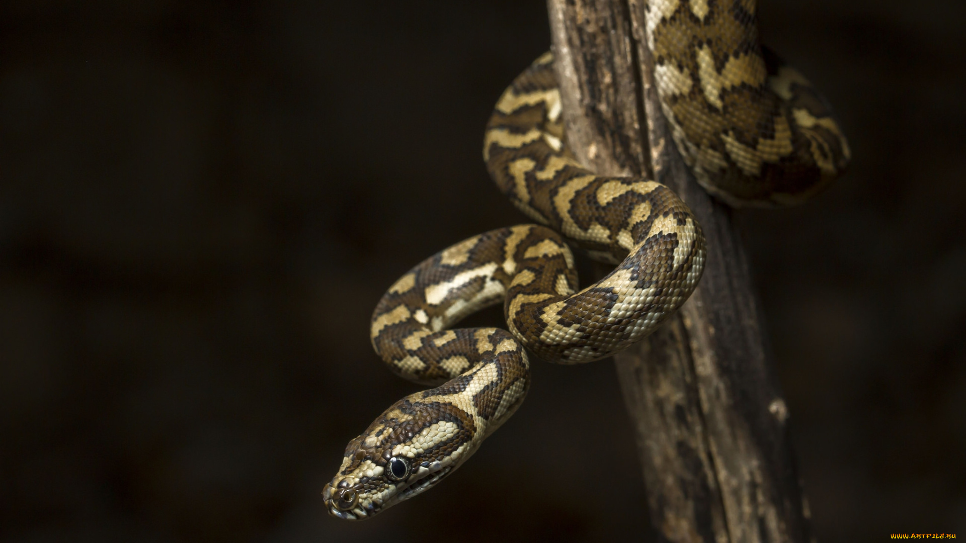 животные, змеи, , питоны, , кобры, змейка