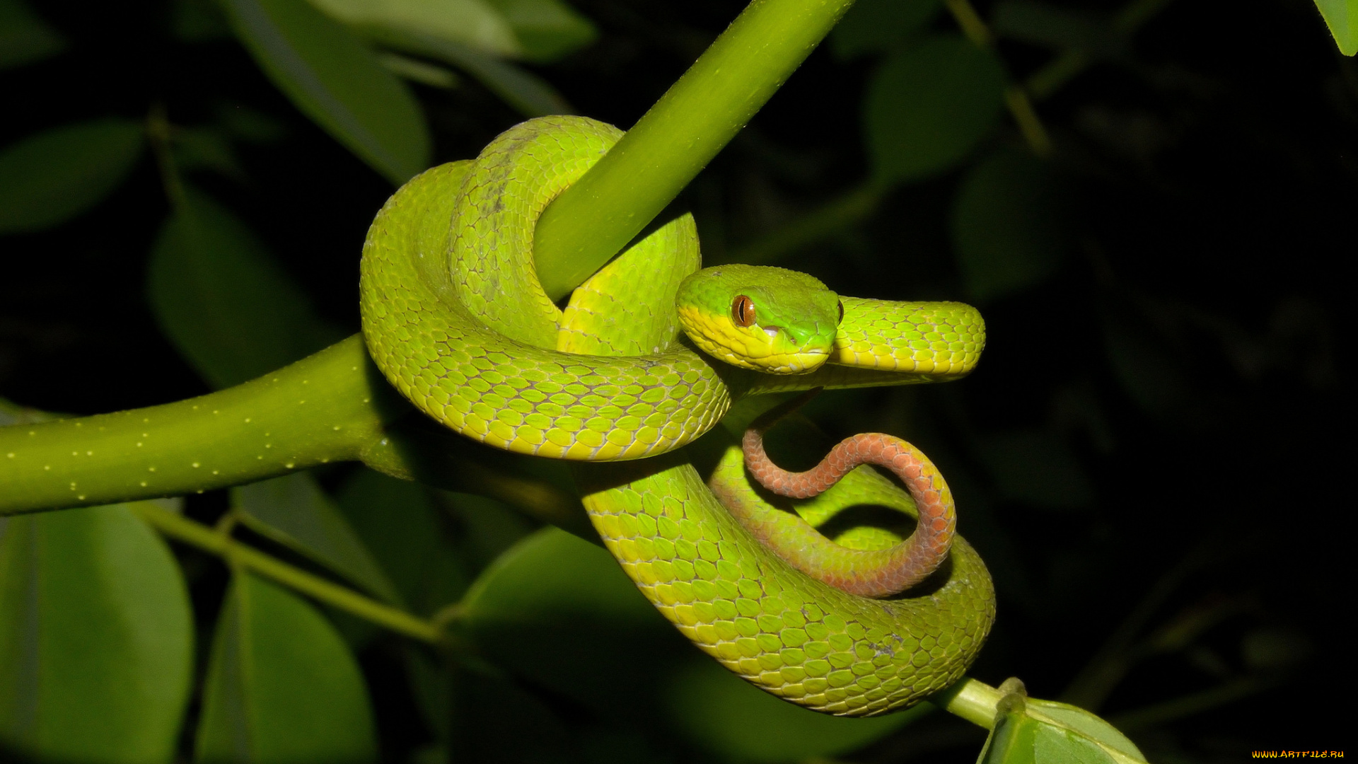 животные, змеи, , питоны, , кобры, змейка