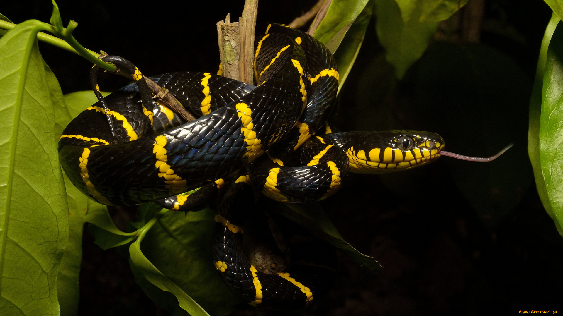 животные, змеи, , питоны, , кобры, змейка