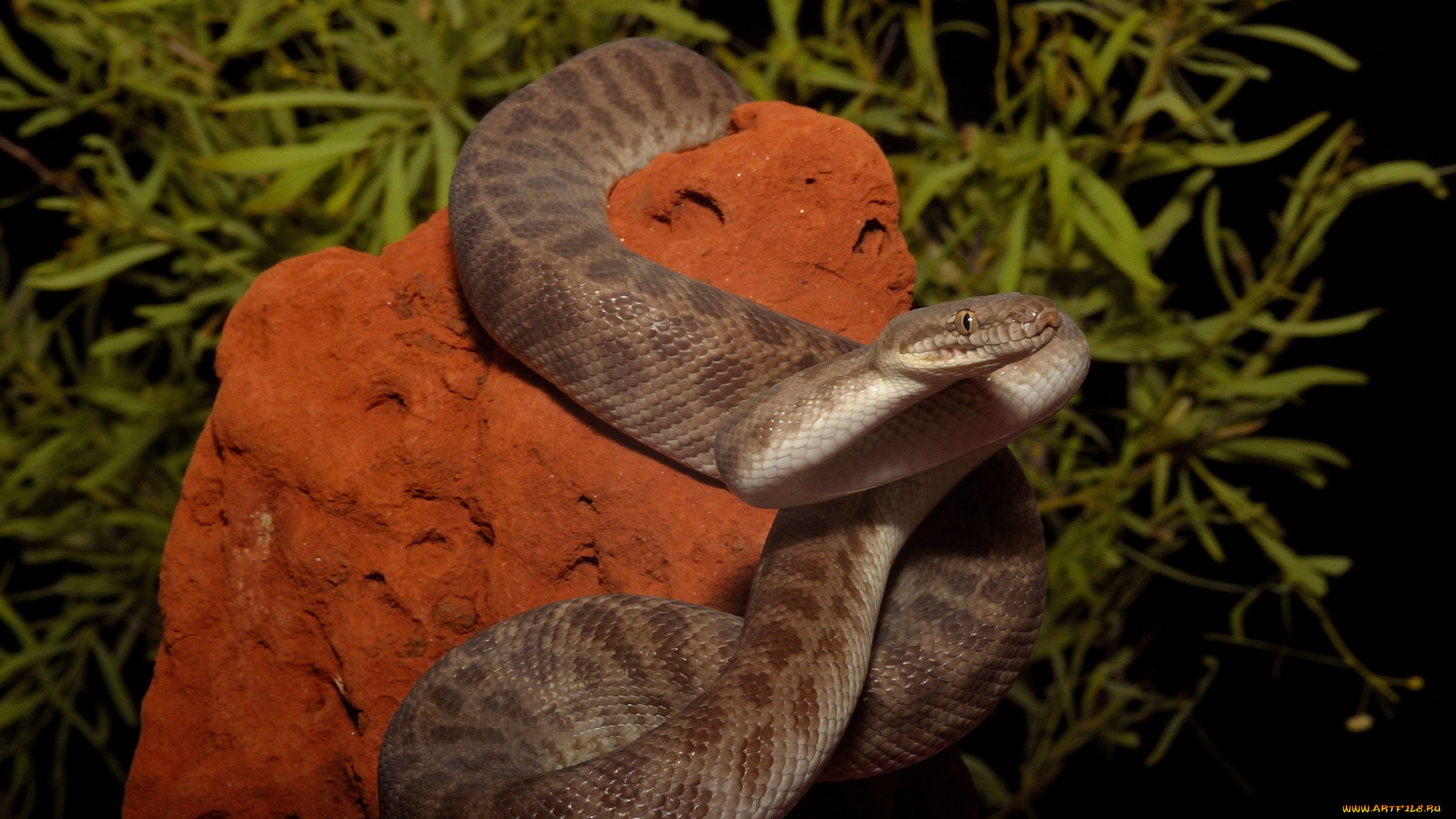 животные, змеи, , питоны, , кобры, змейка