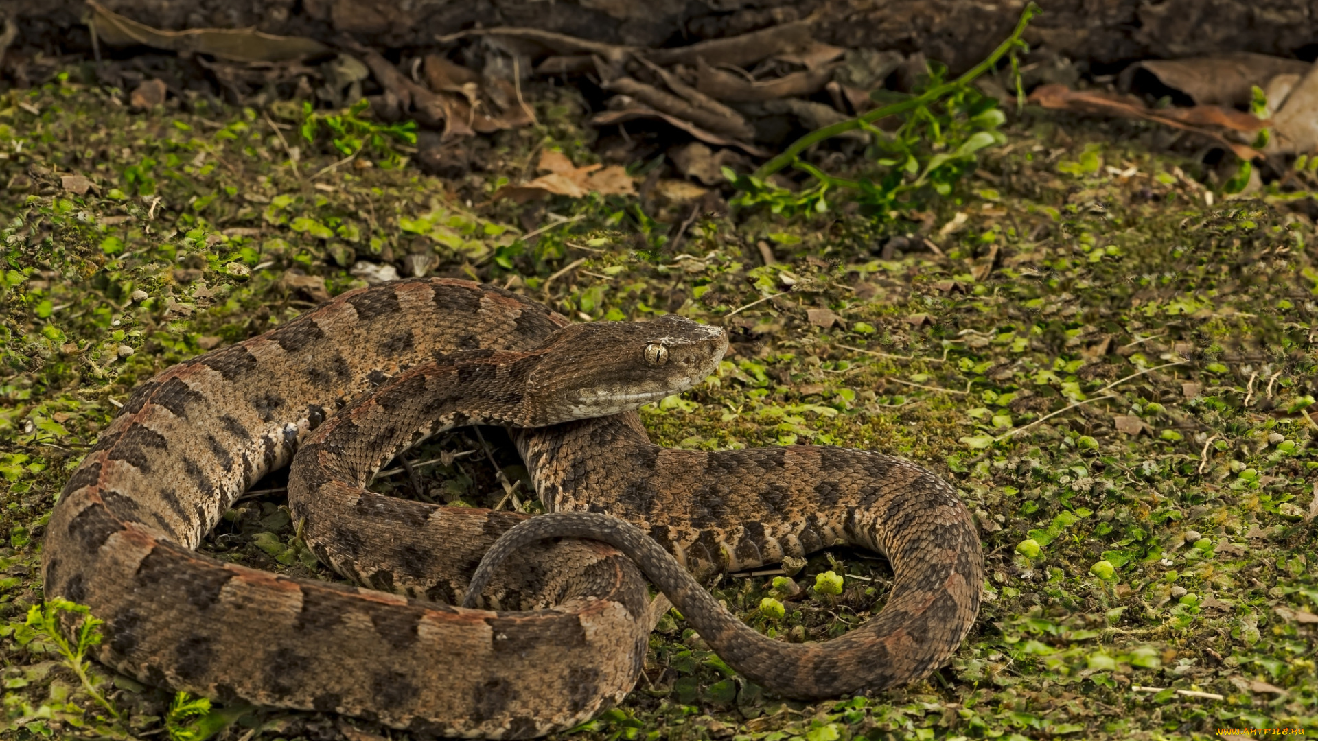 животные, змеи, , питоны, , кобры, змейка