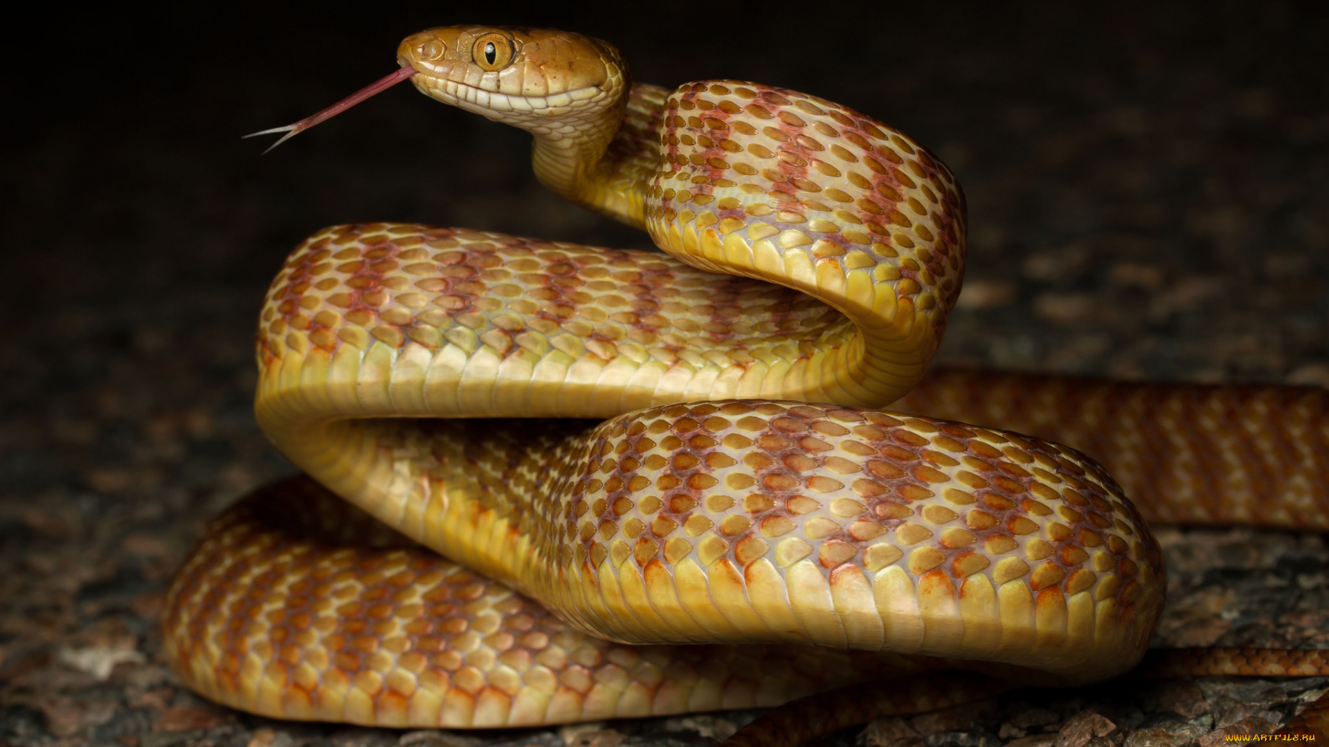 животные, змеи, , питоны, , кобры, змейка