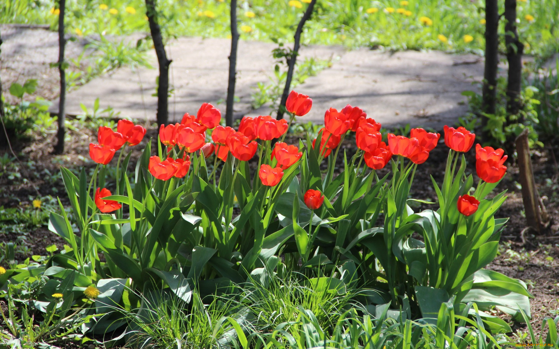 цветы, тюльпаны, весна, красные