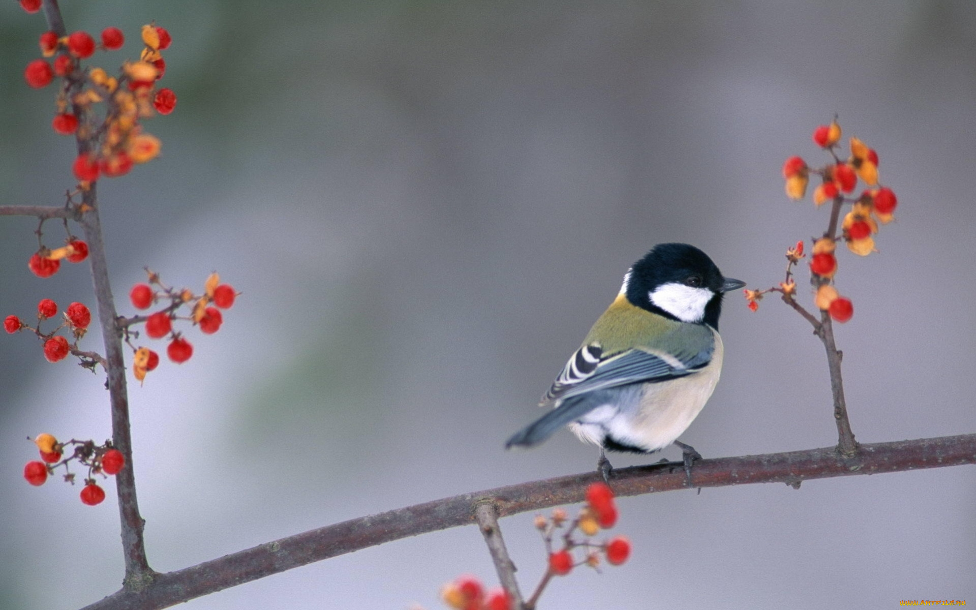 животные, синицы, , лазоревки, птица, синица, ветка, ягоды