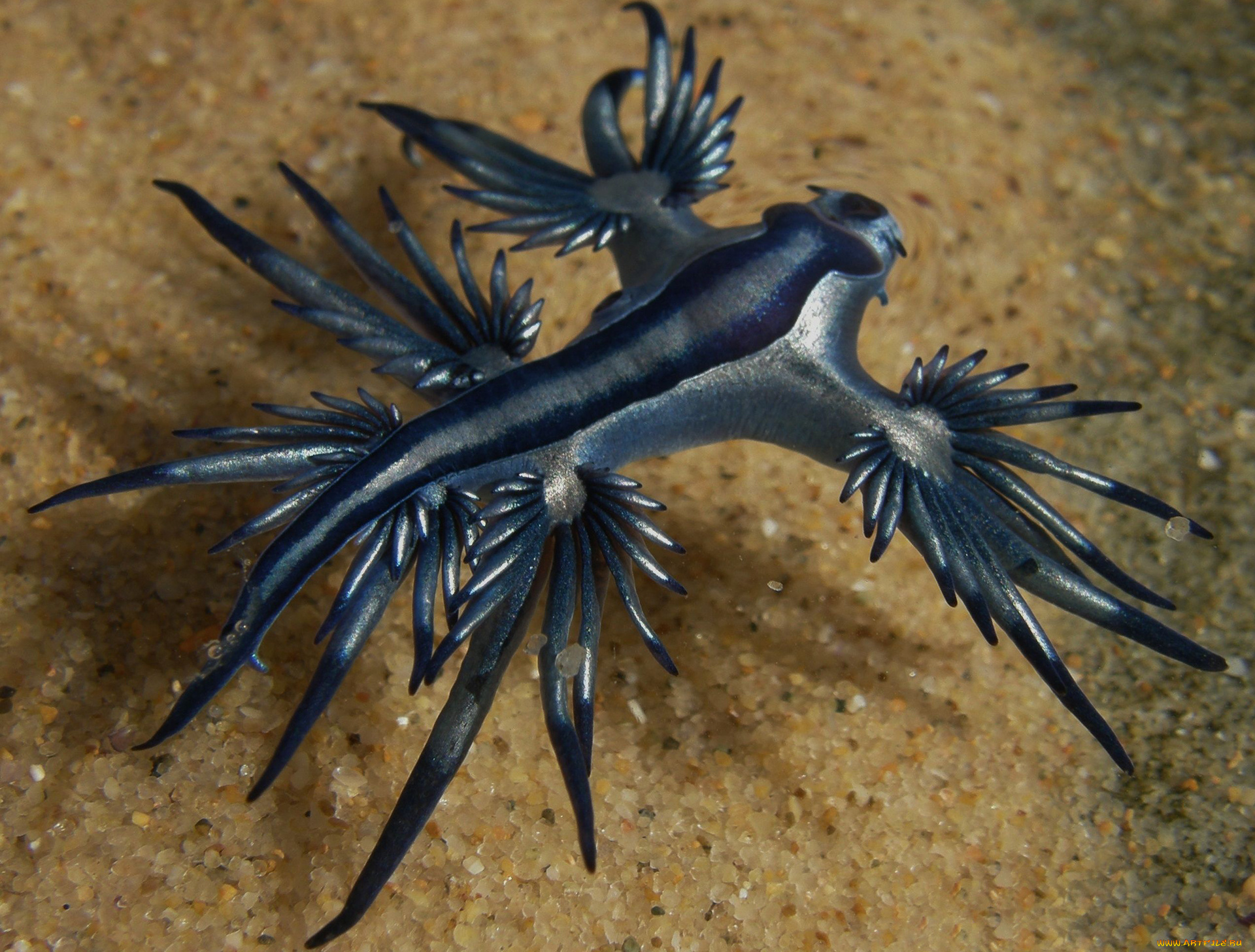 blue, angel, животные, морская, фауна, океан, море, фауна, голожаберные, брюхоногий, моллюск, blue, angel