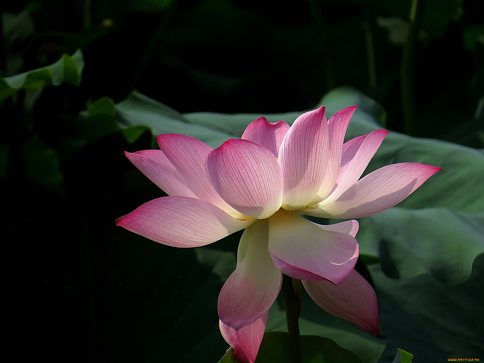 цветы, лотосы, бутон, фон, лепестки