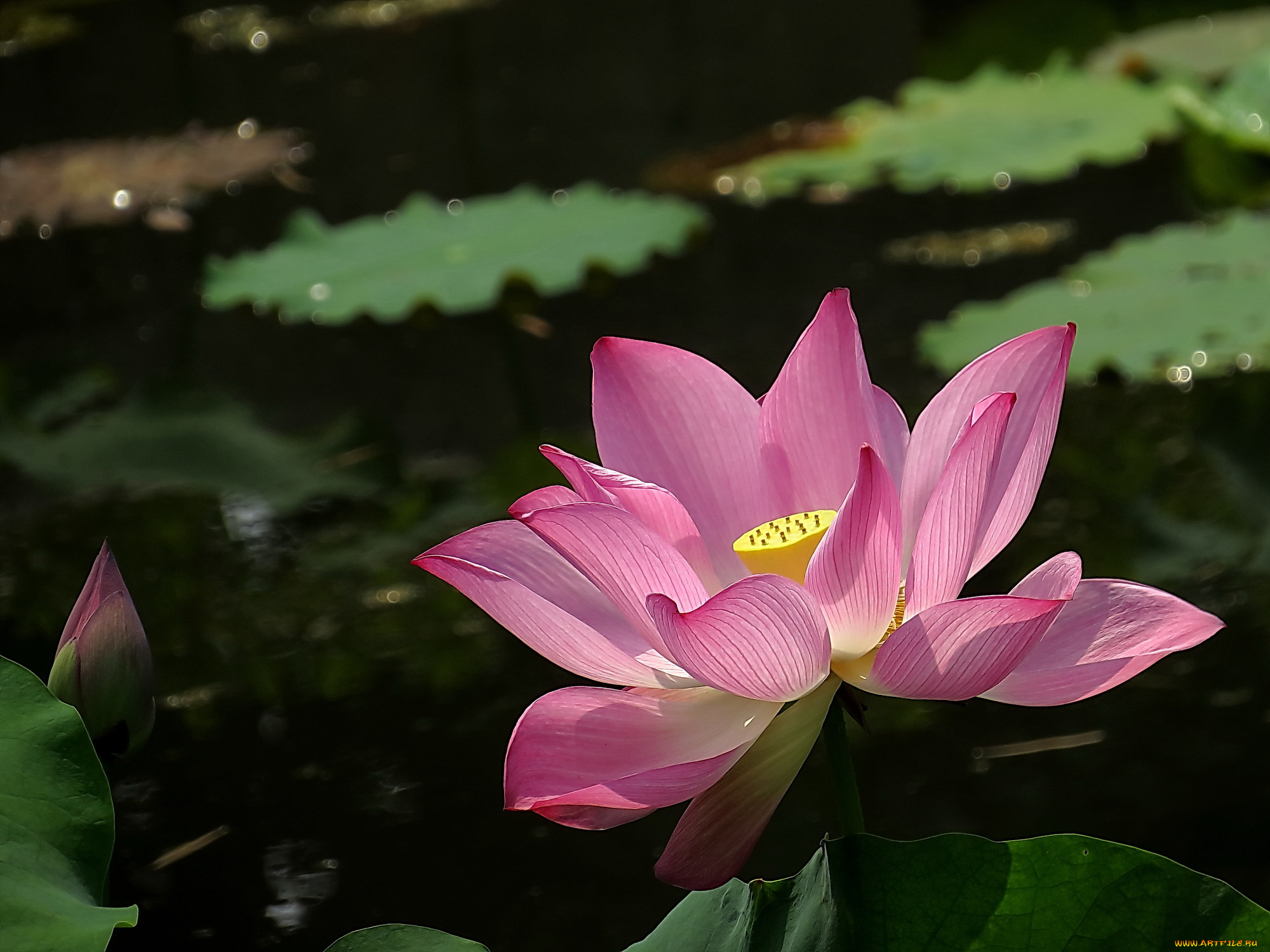 цветы, лотосы, бутон, фон, лепестки