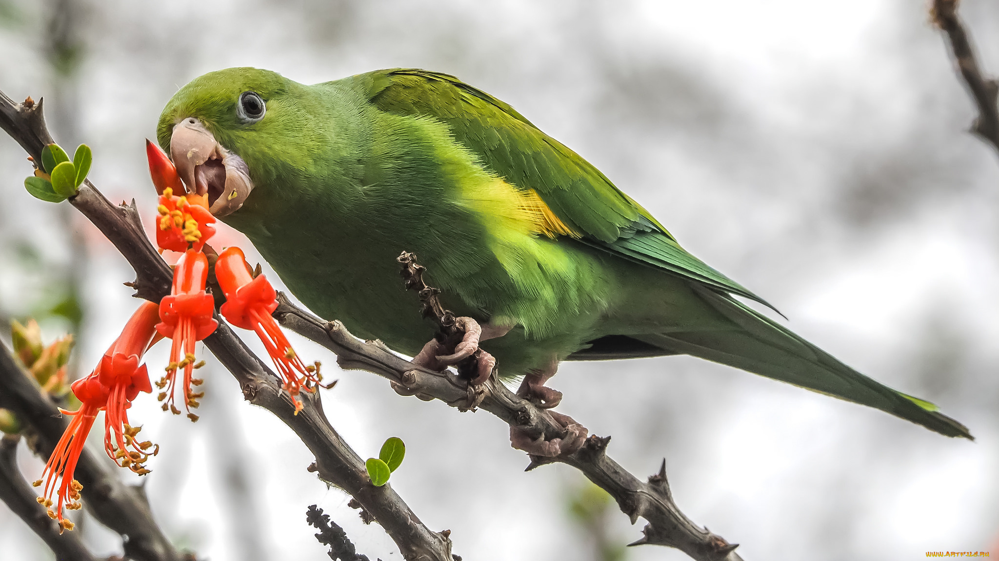 животные, попугаи, попугай