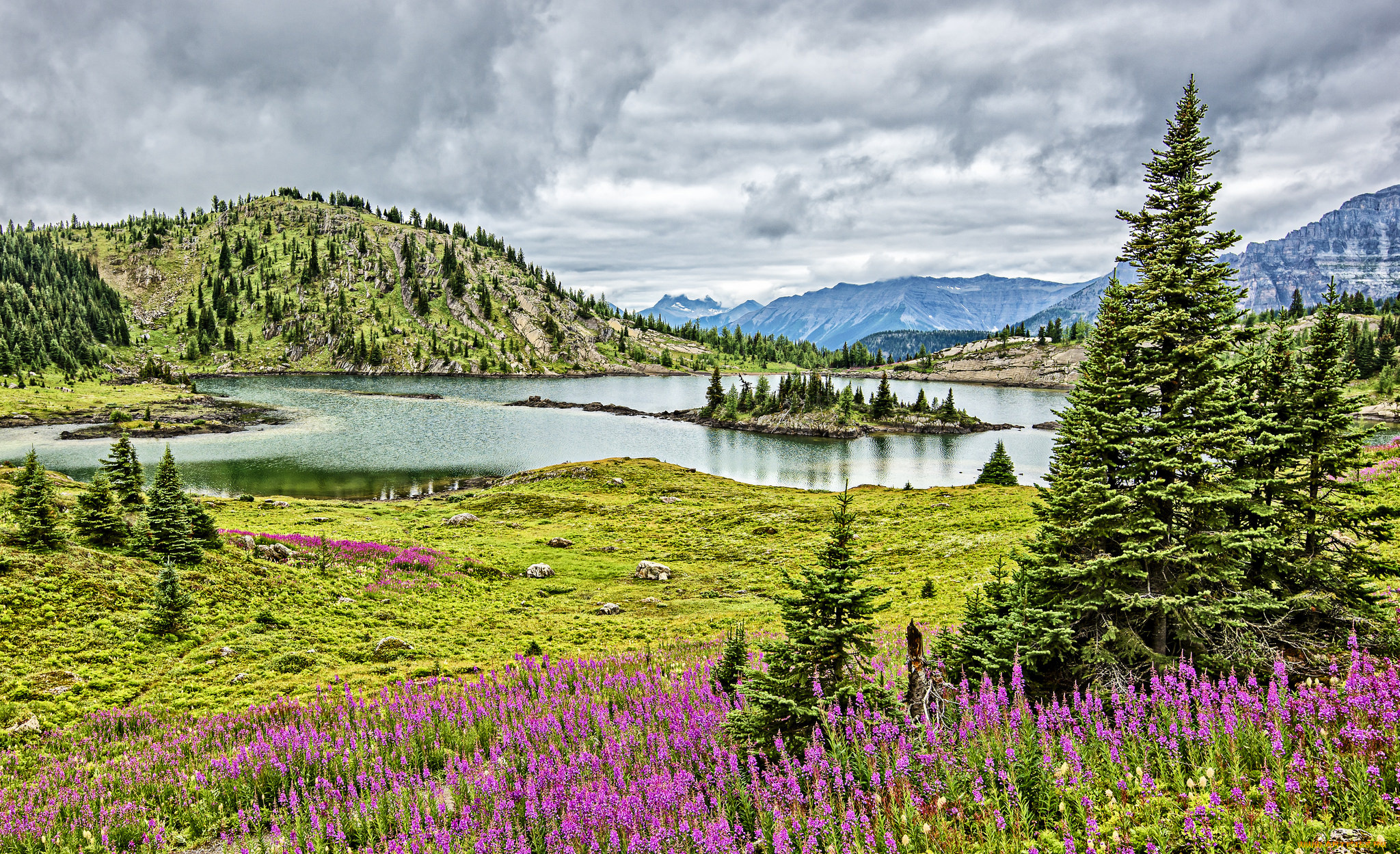 природа, реки, озера, лес, река