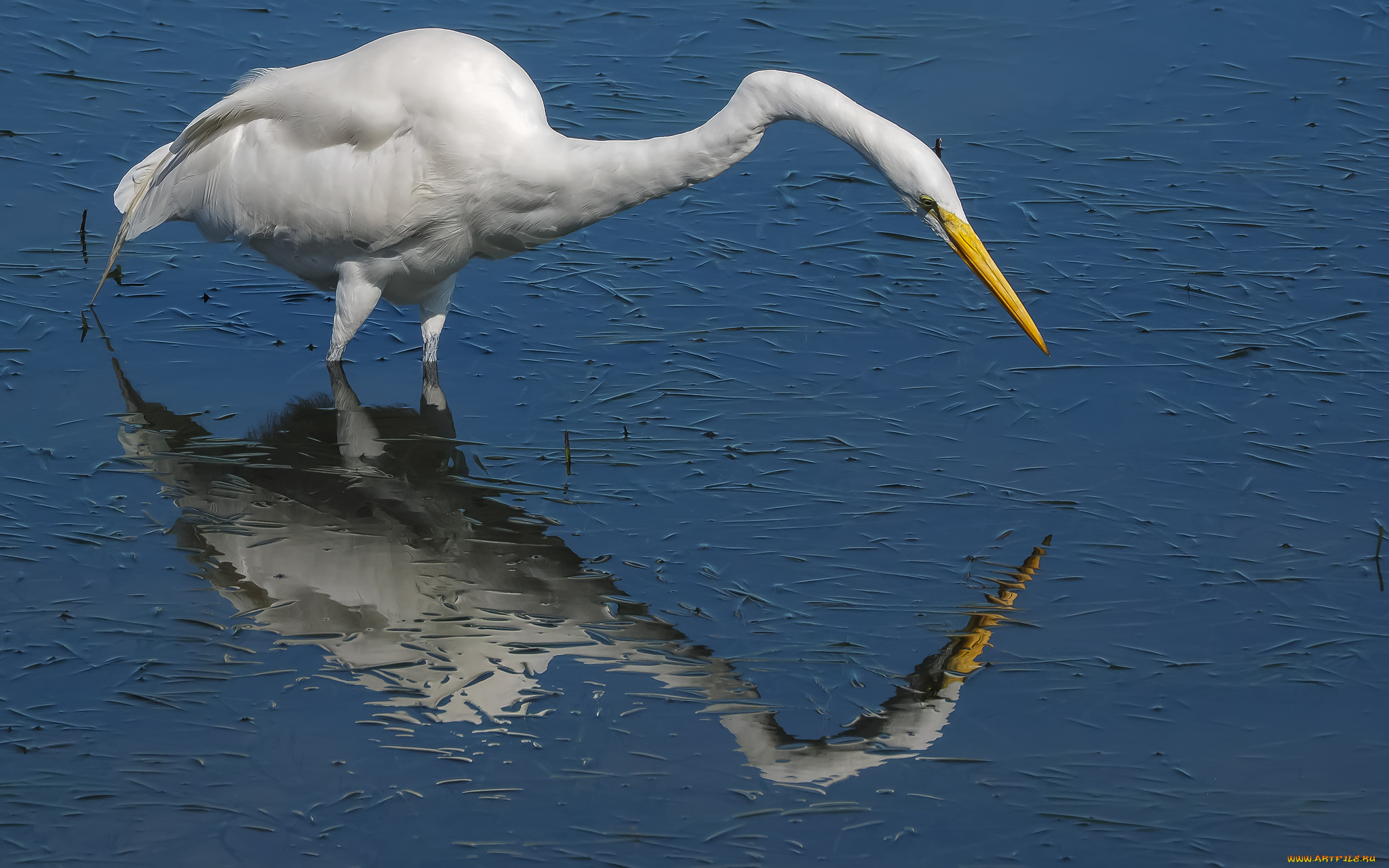 животные, цапли, , выпи, цапля