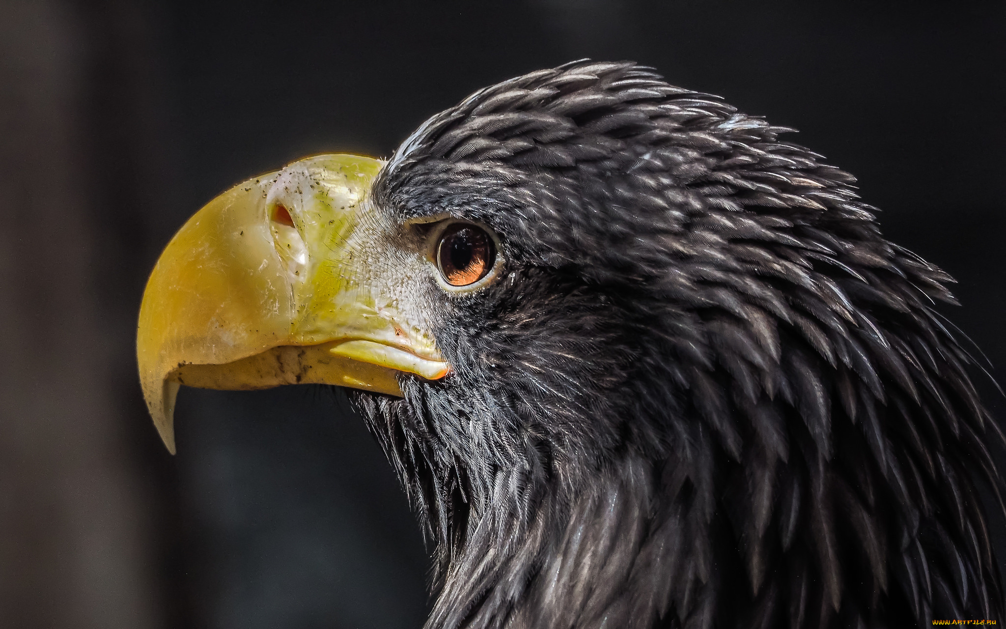 животные, птицы, -, хищники, орел