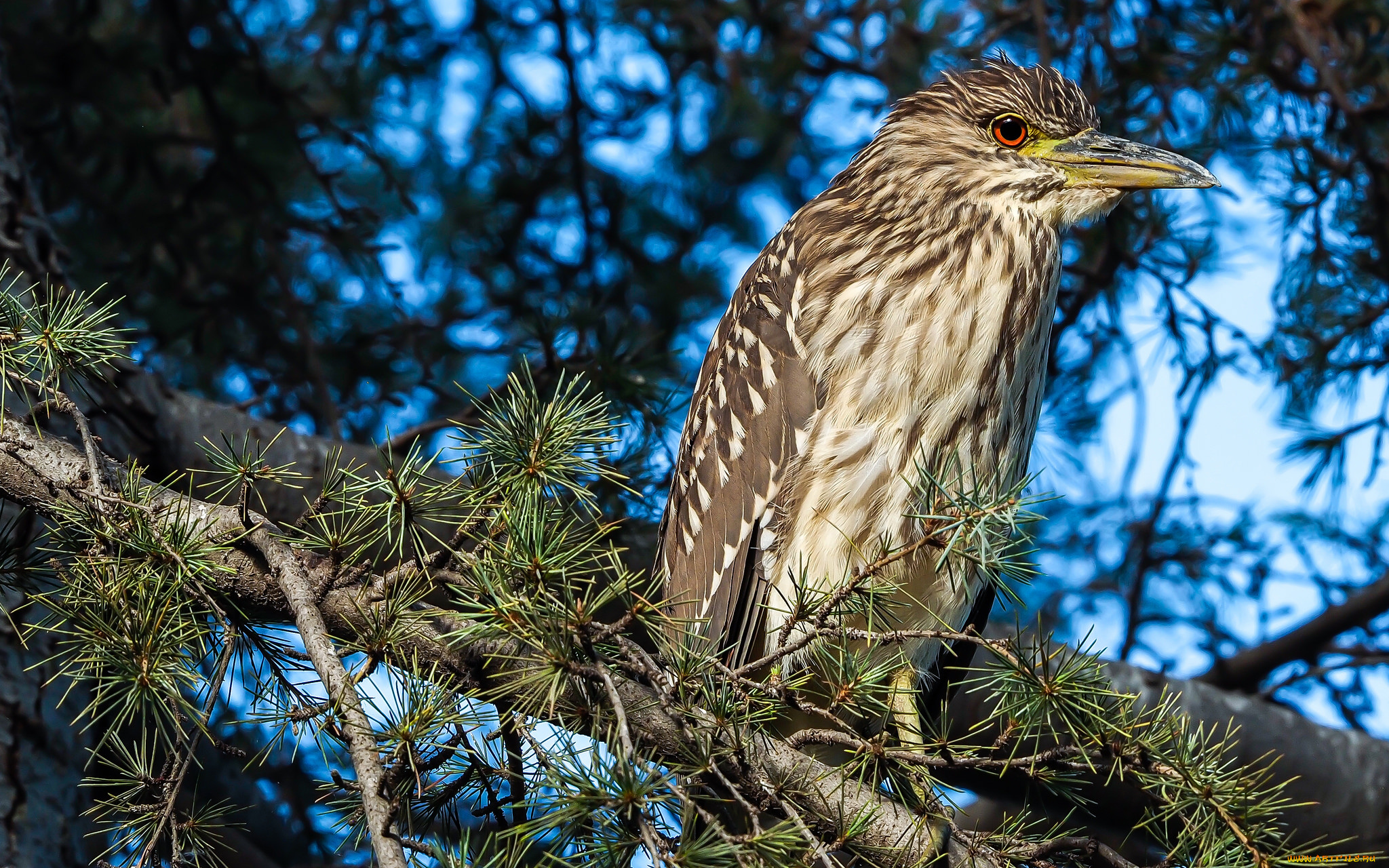 животные, птицы, птичка