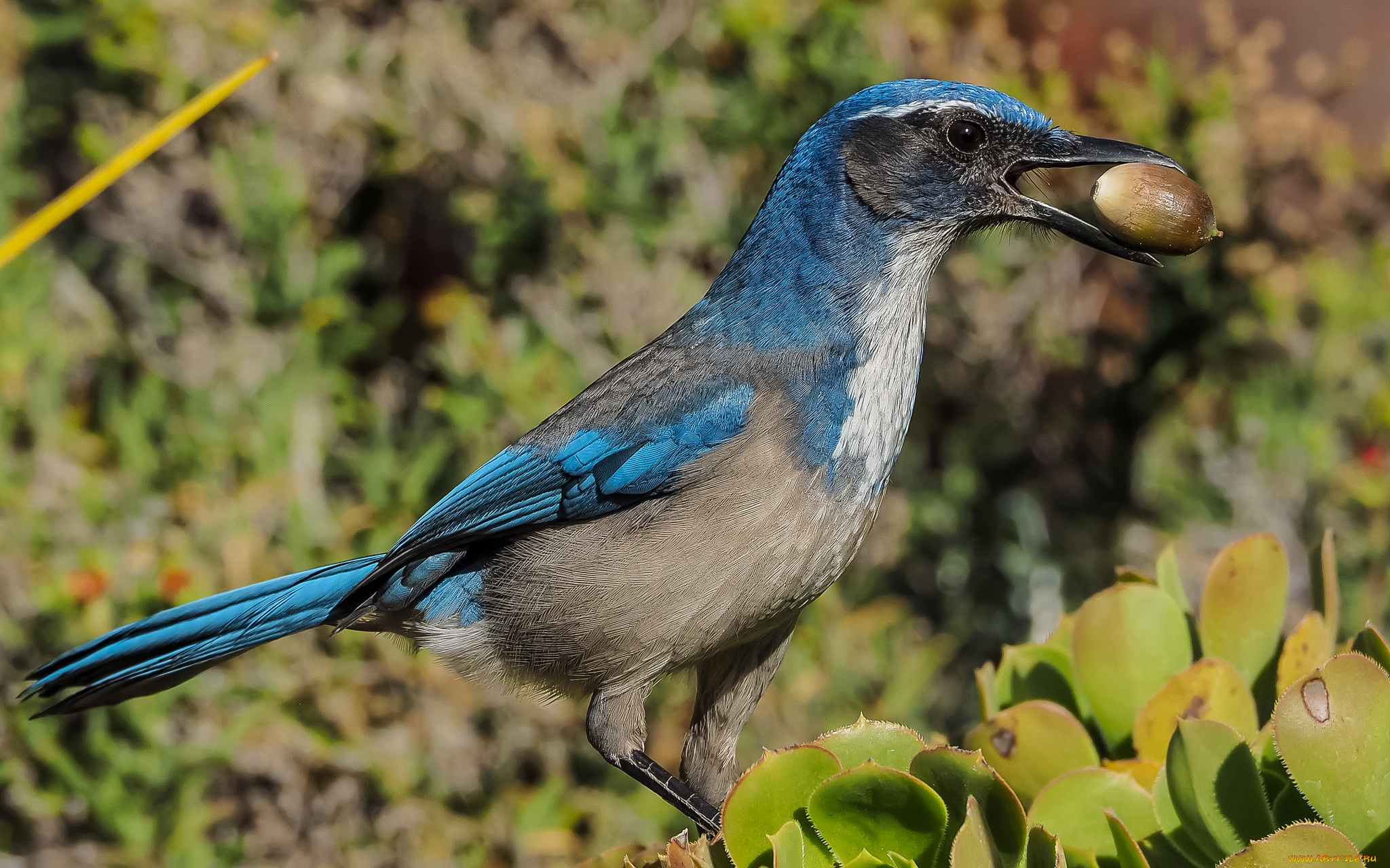 животные, сойки, сойка