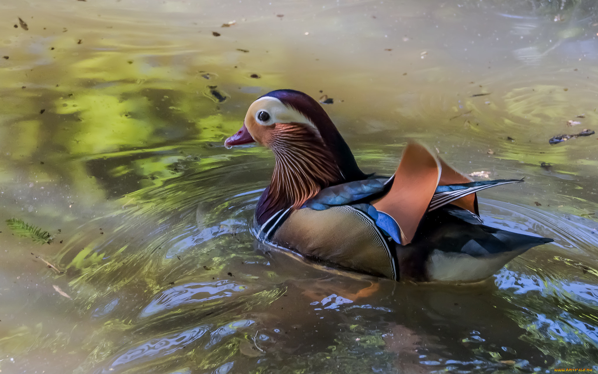 животные, утки, утка