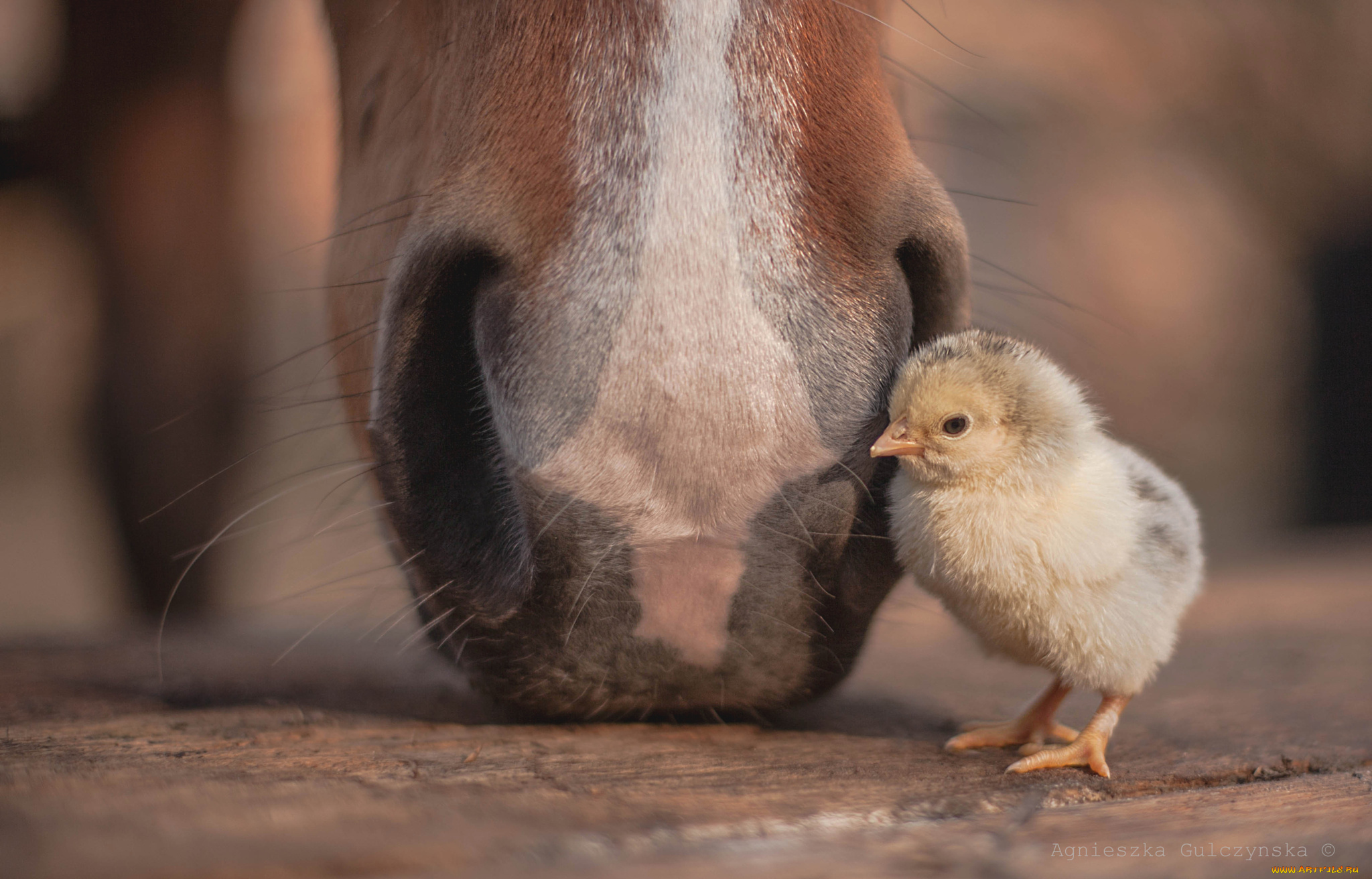 циплёнок, и, лошадь, животные, разные, вместе, разные, вместе