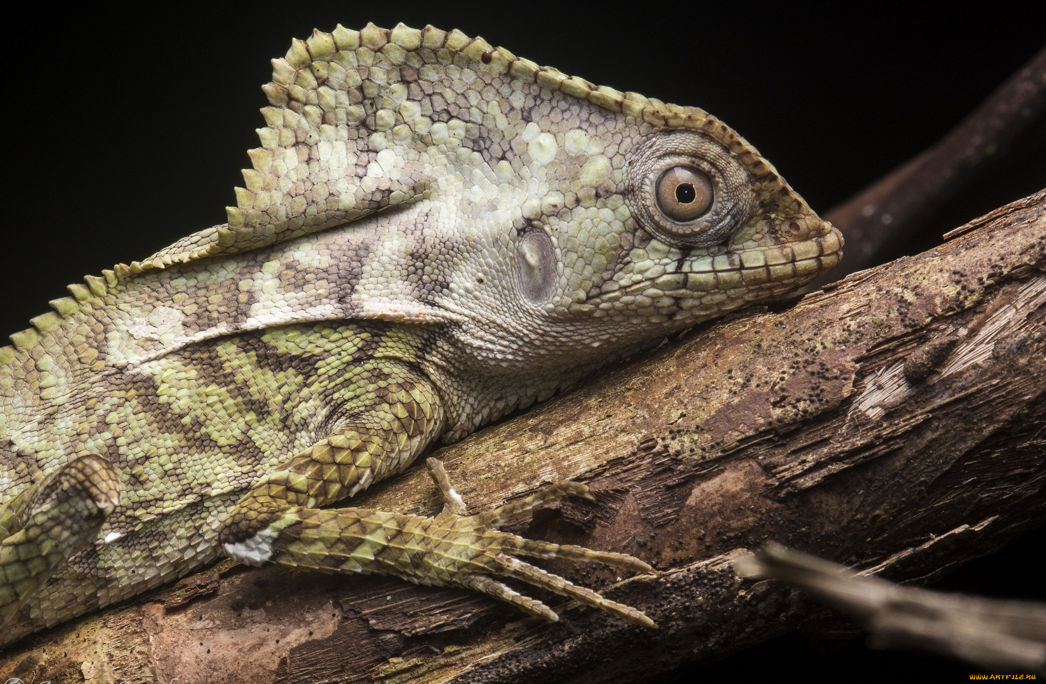 животные, Ящерицы, , игуаны, , вараны, ящерка