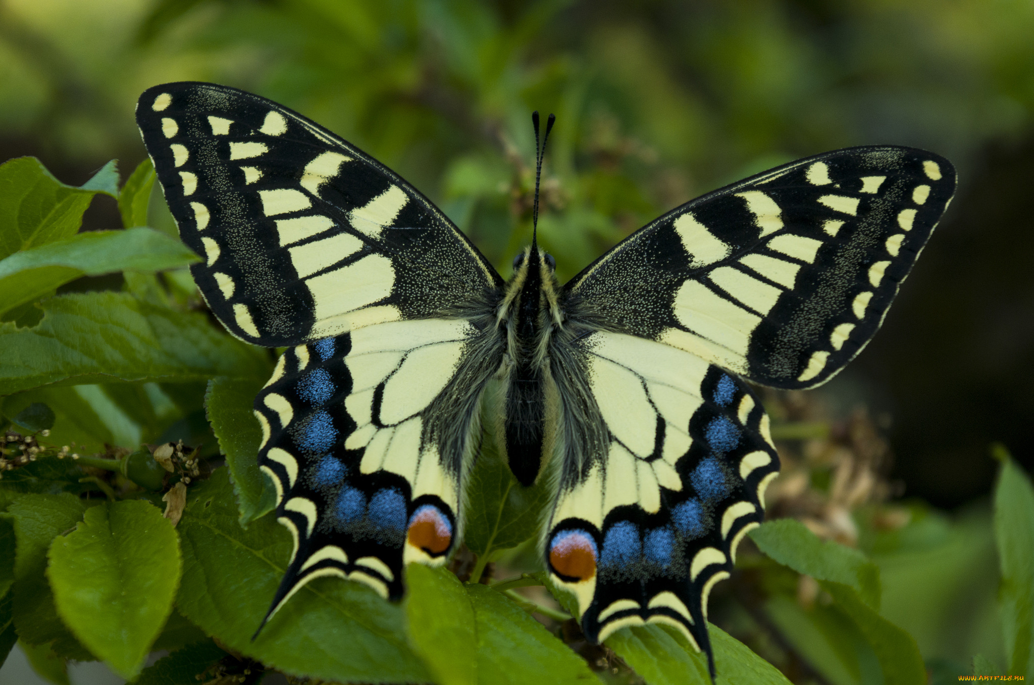 животные, бабочки, , мотыльки, , моли, бабочка
