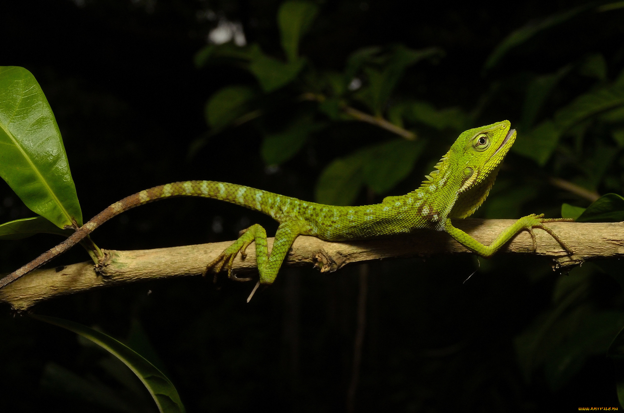 животные, Ящерицы, , игуаны, , вараны, ящерка