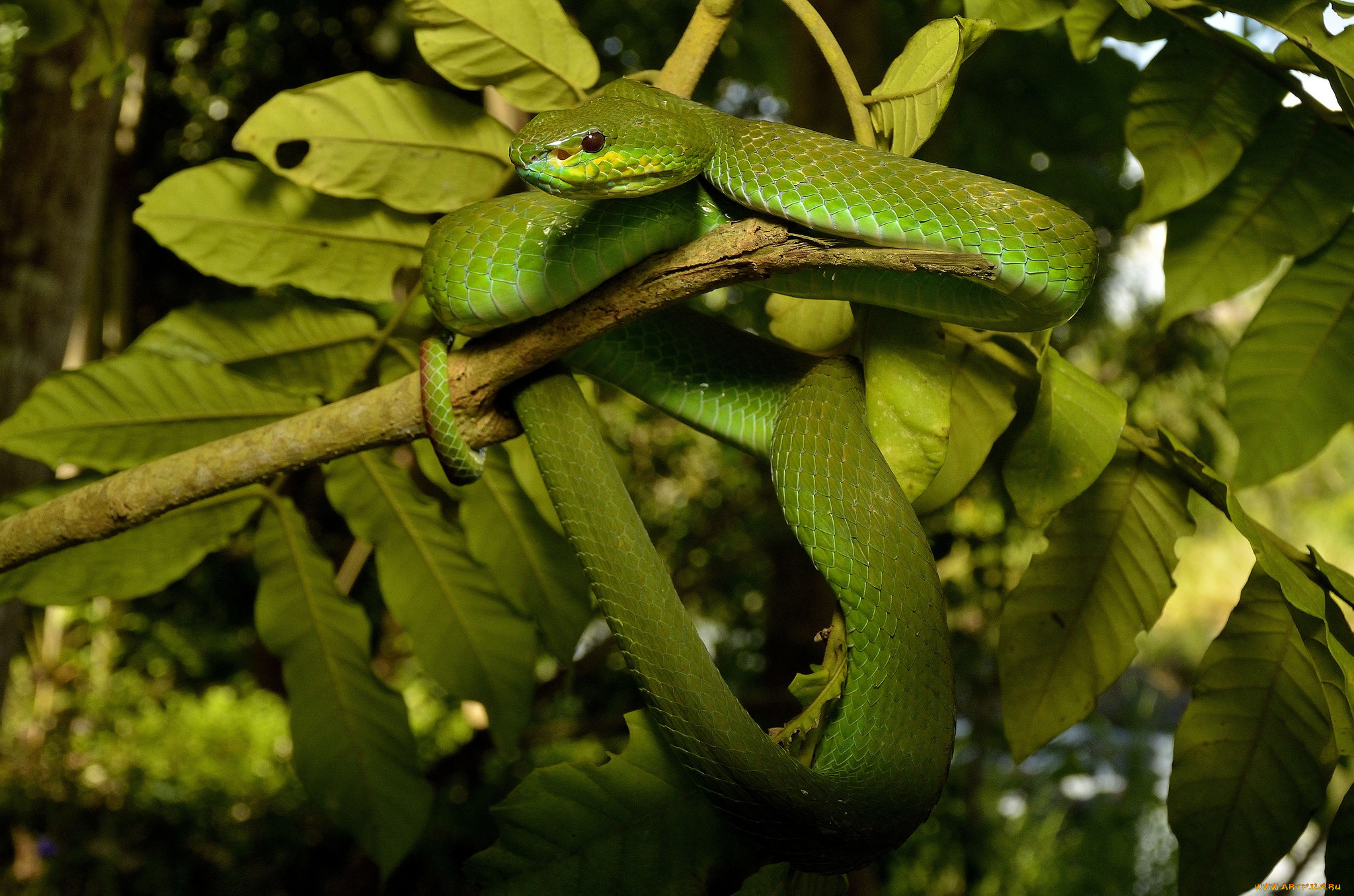 животные, змеи, , питоны, , кобры, змейка