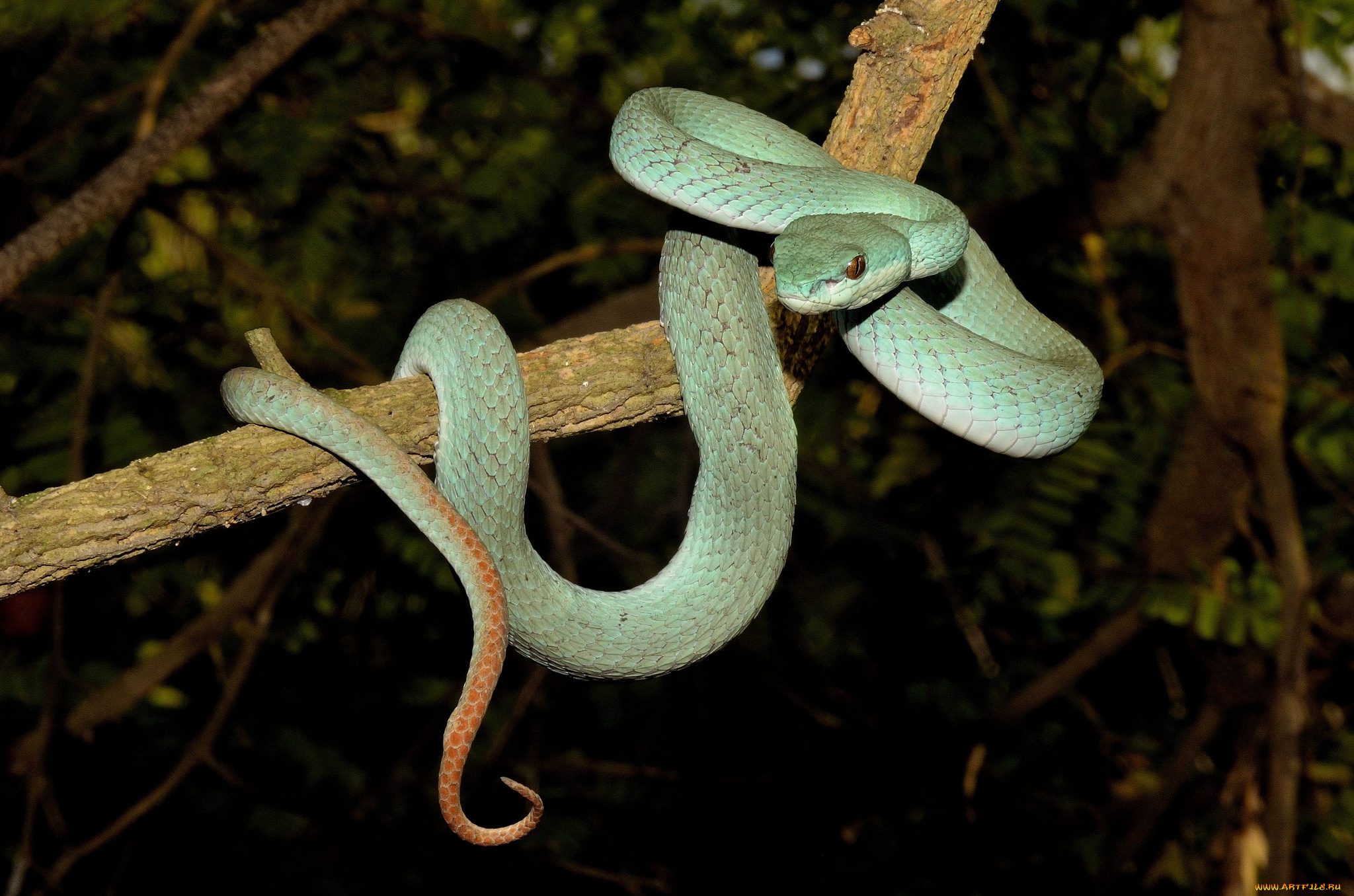 животные, змеи, , питоны, , кобры, змейка