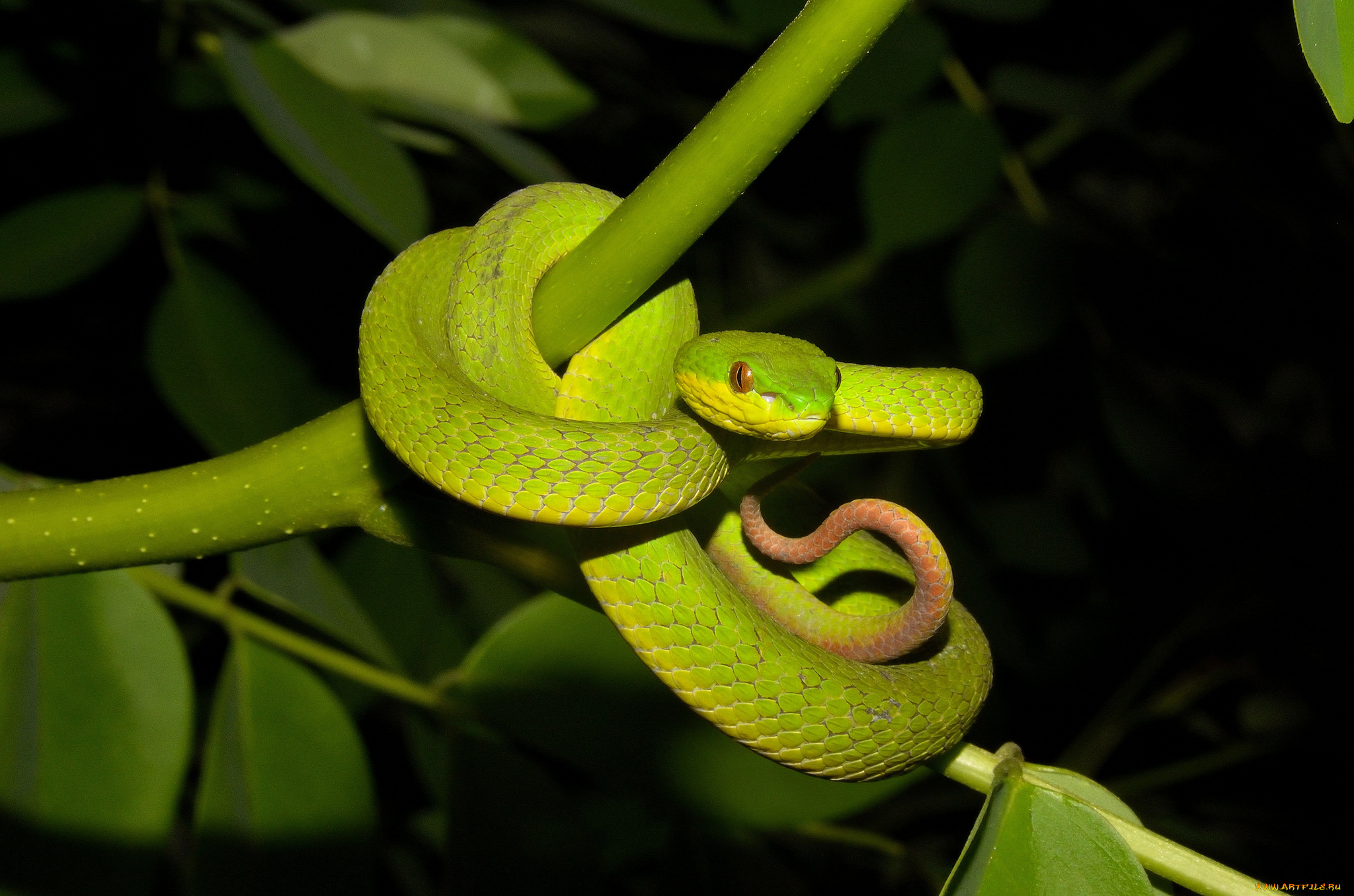 животные, змеи, , питоны, , кобры, змейка