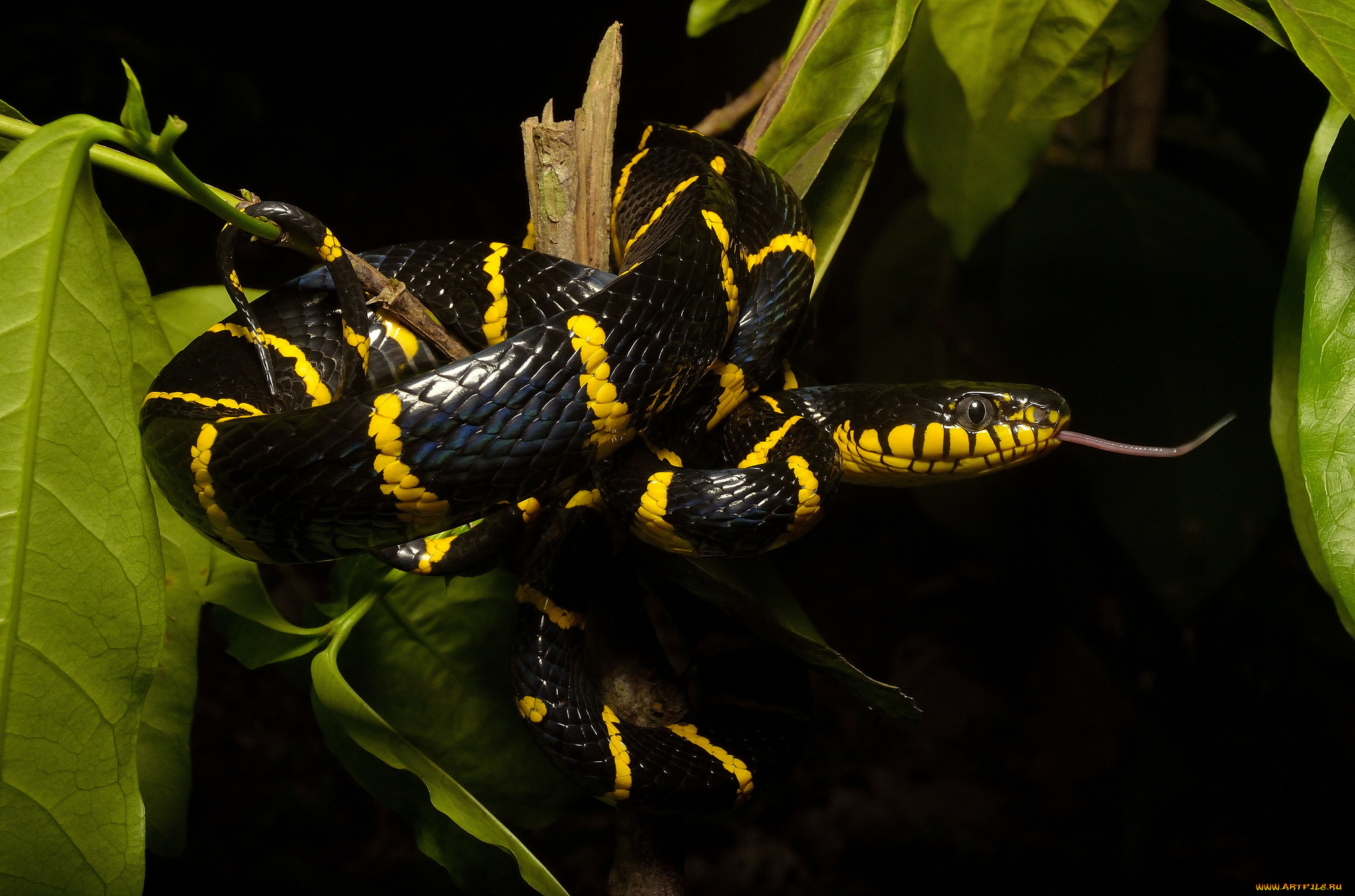 животные, змеи, , питоны, , кобры, змейка