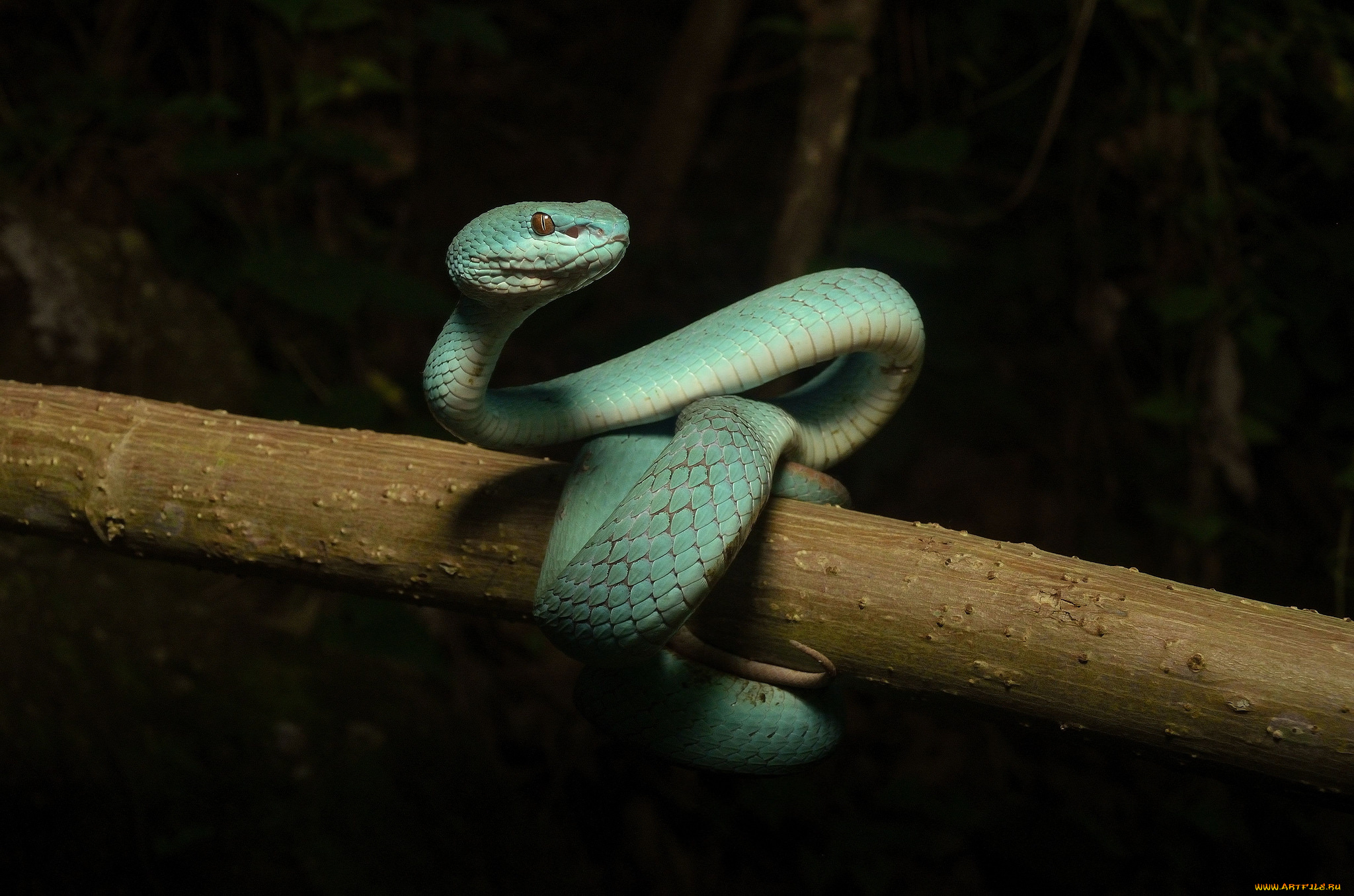 животные, змеи, , питоны, , кобры, змейка