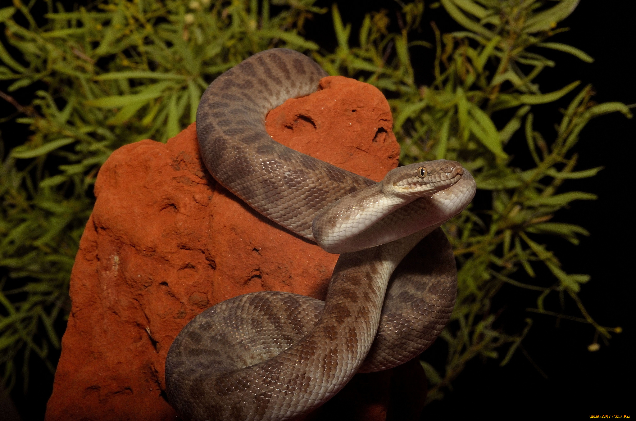 животные, змеи, , питоны, , кобры, змейка