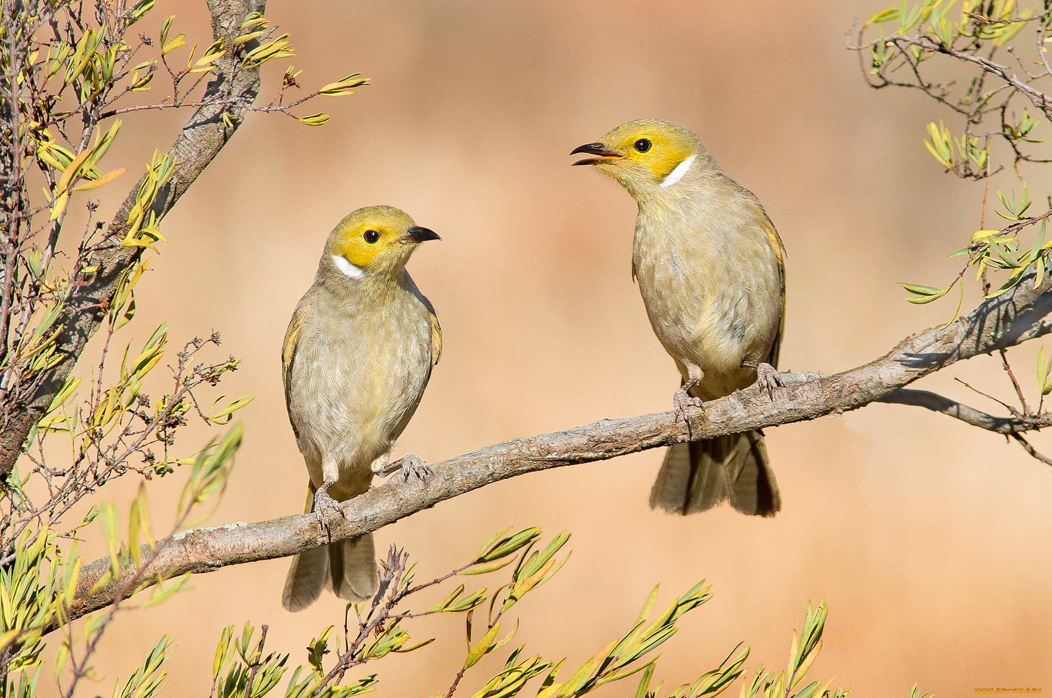 животные, птицы, ветка, пара