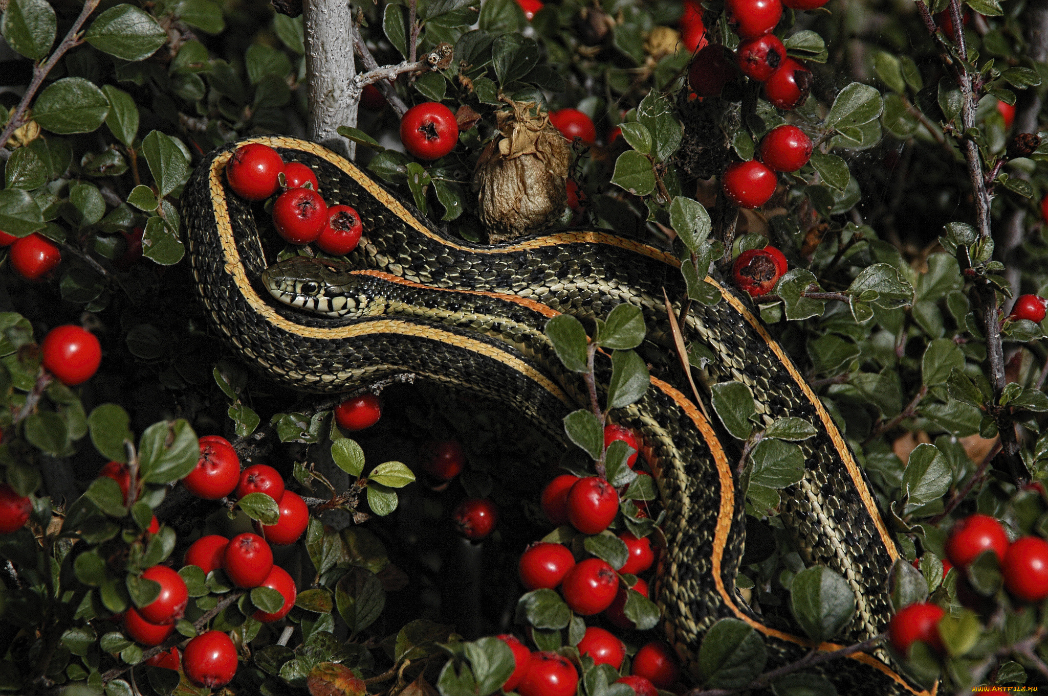 животные, змеи, , питоны, , кобры, змейка