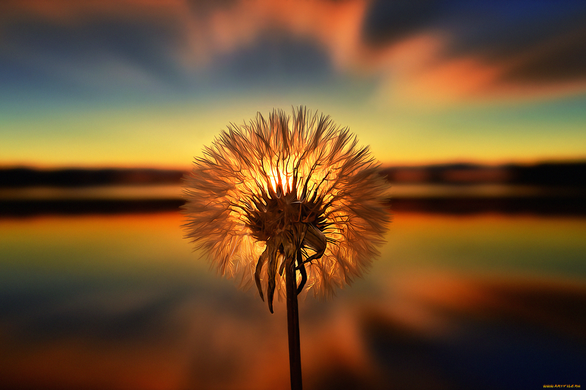 одуванчик, разное, компьютерный, дизайн, одуванчики