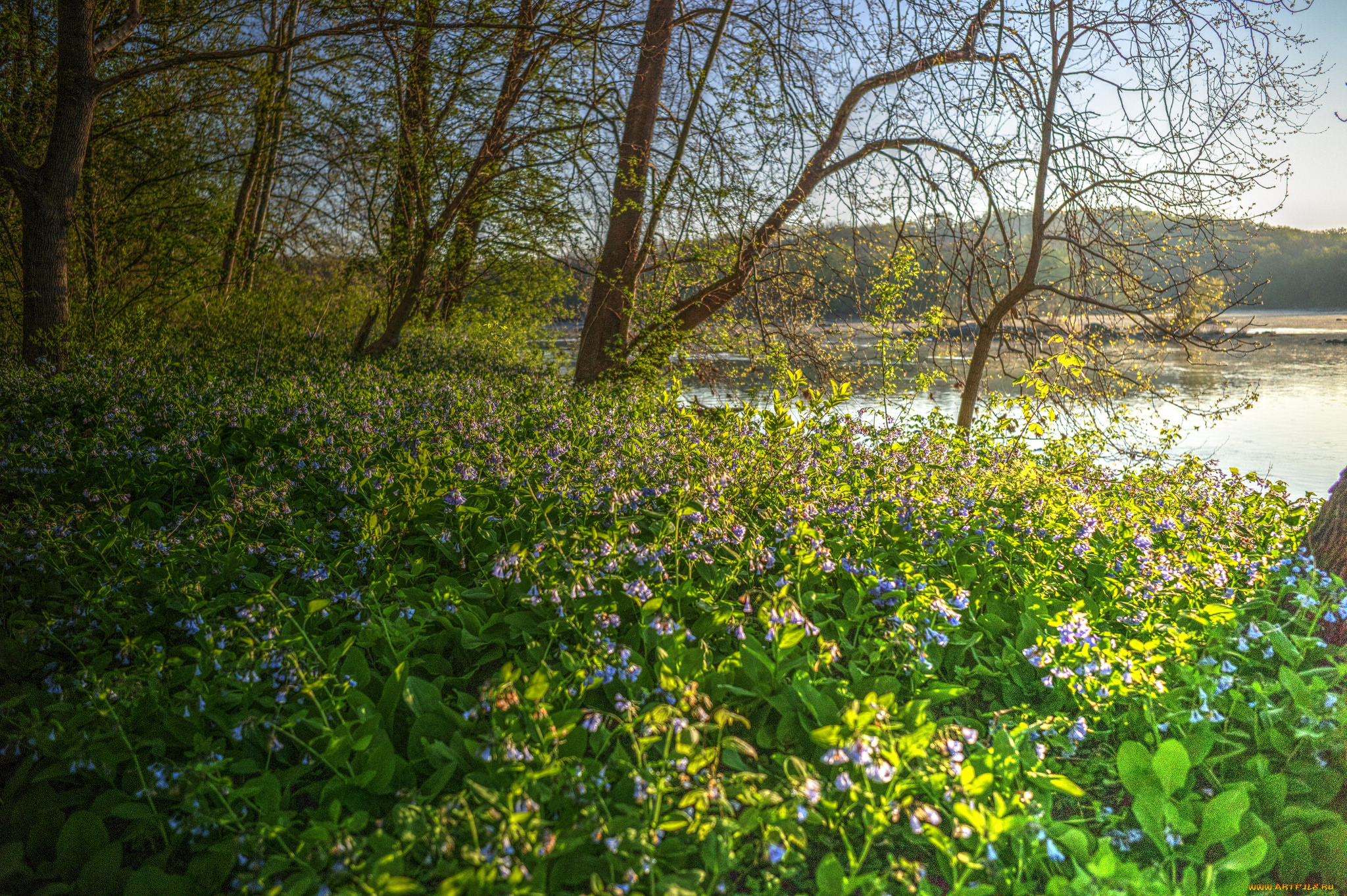 природа, луга, лес, река