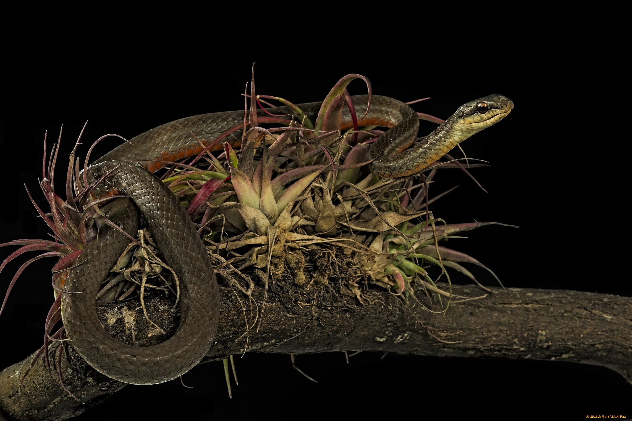 животные, змеи, , питоны, , кобры, змейка